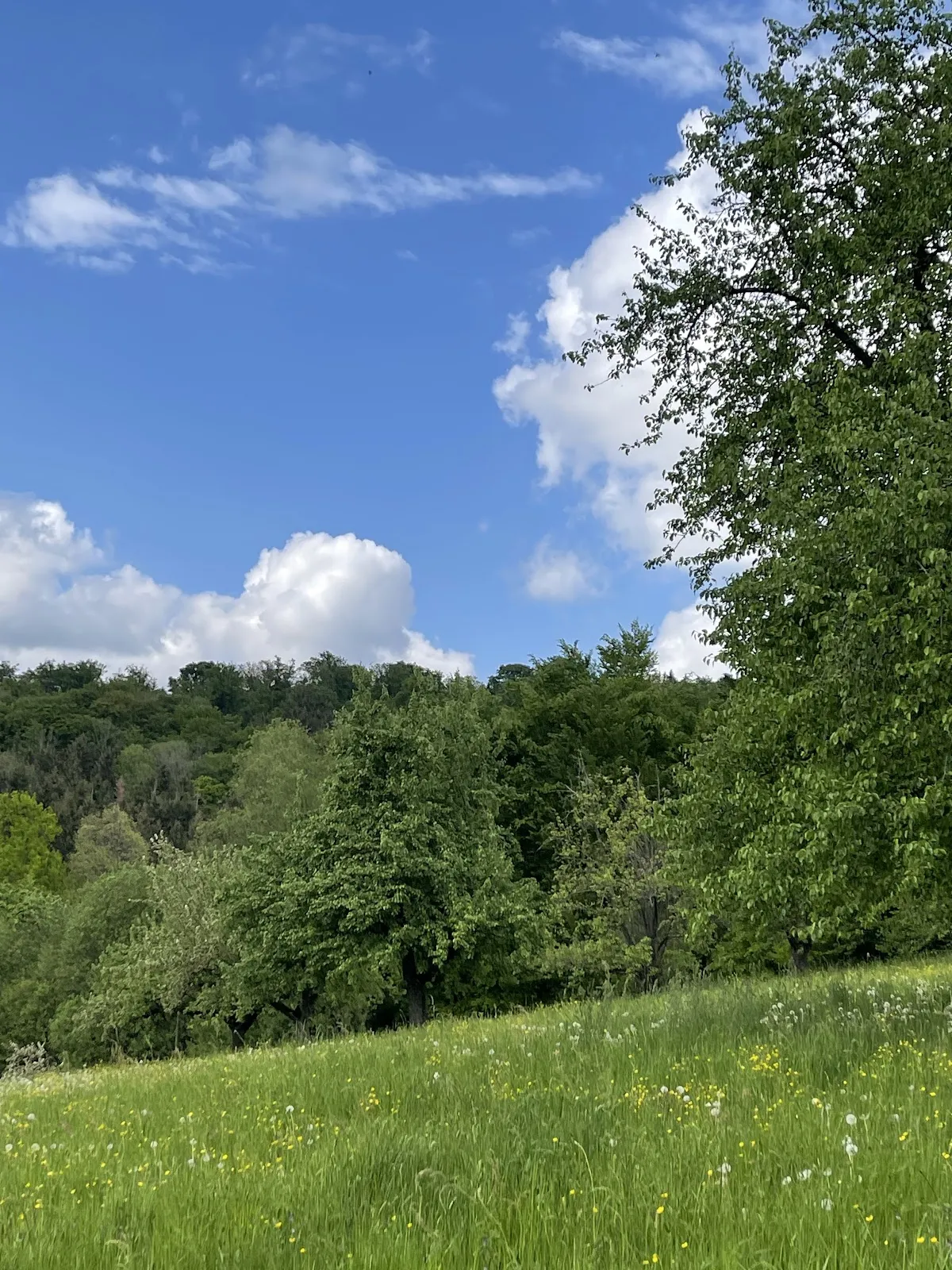 Курцер Вазен – Ротер Вазен