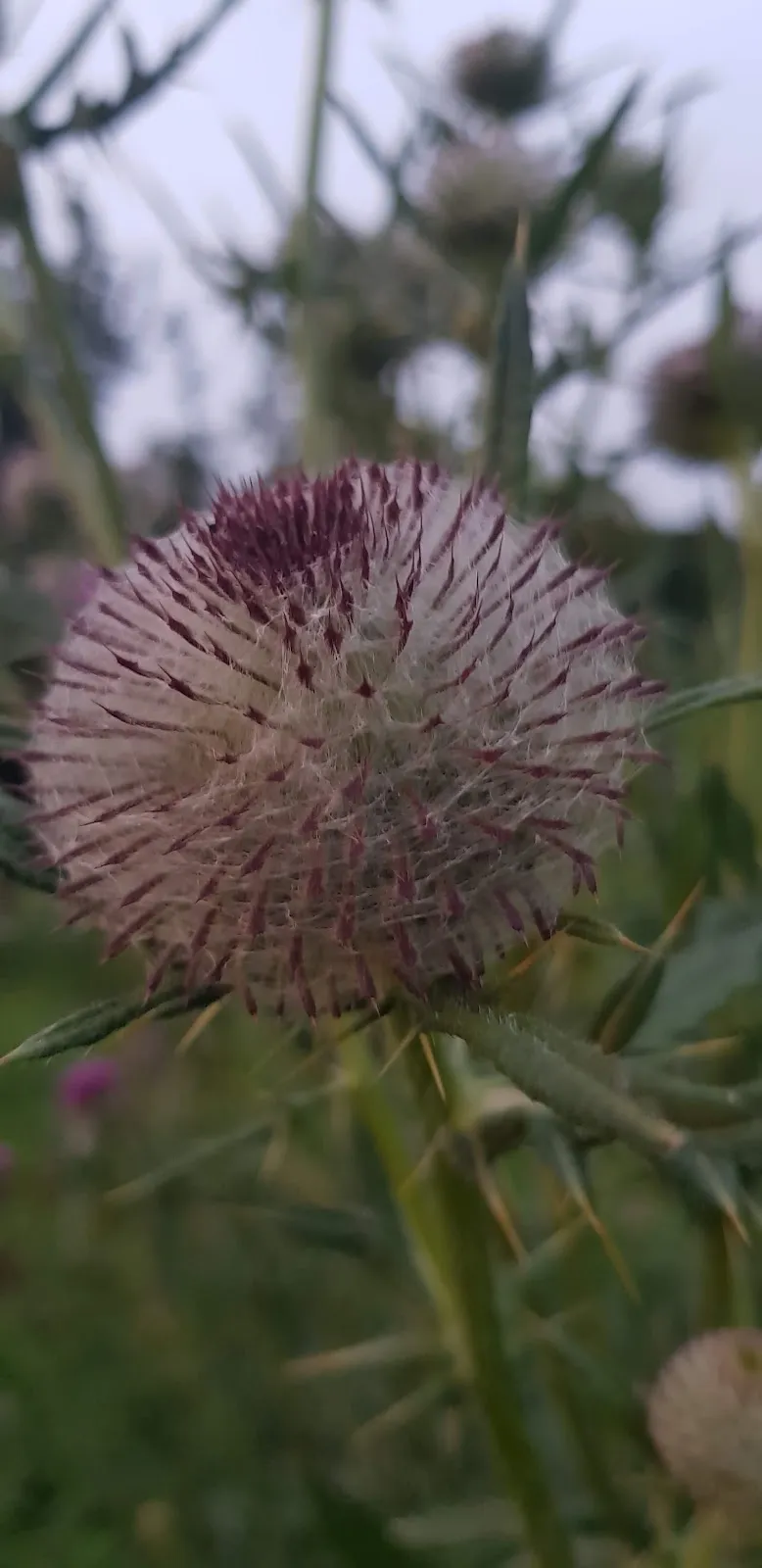 Курцер Вазен – Ротер Вазен