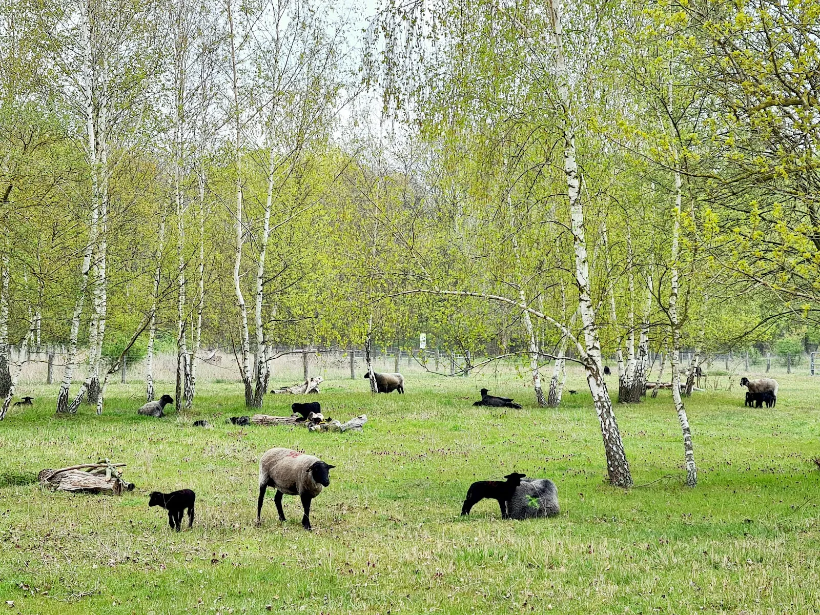 Вид на зеленую поляну в Ландшафтспарк Херцберге, Берлин