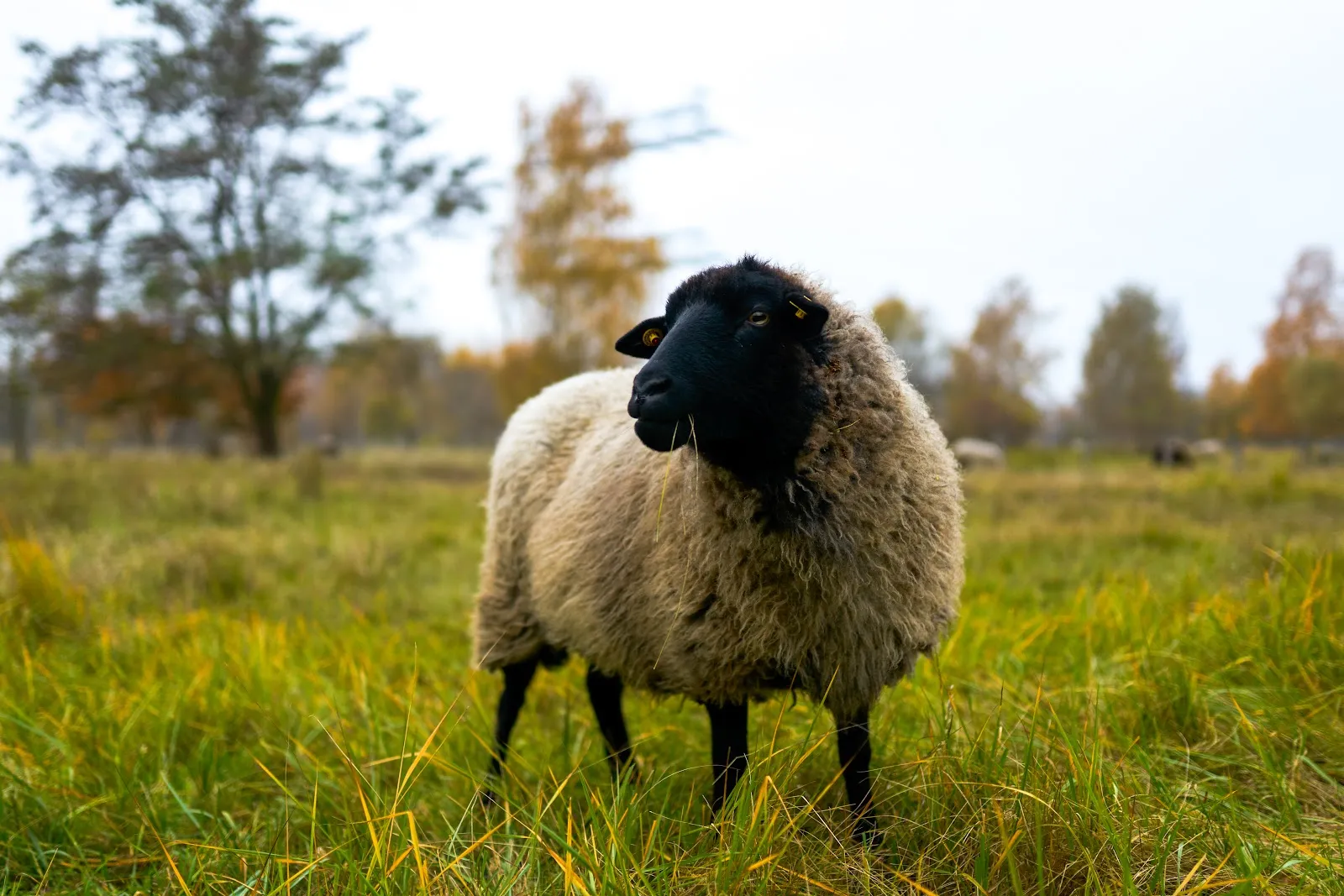 Вид на зеленую поляну в Ландшафтспарк Херцберге, Берлин