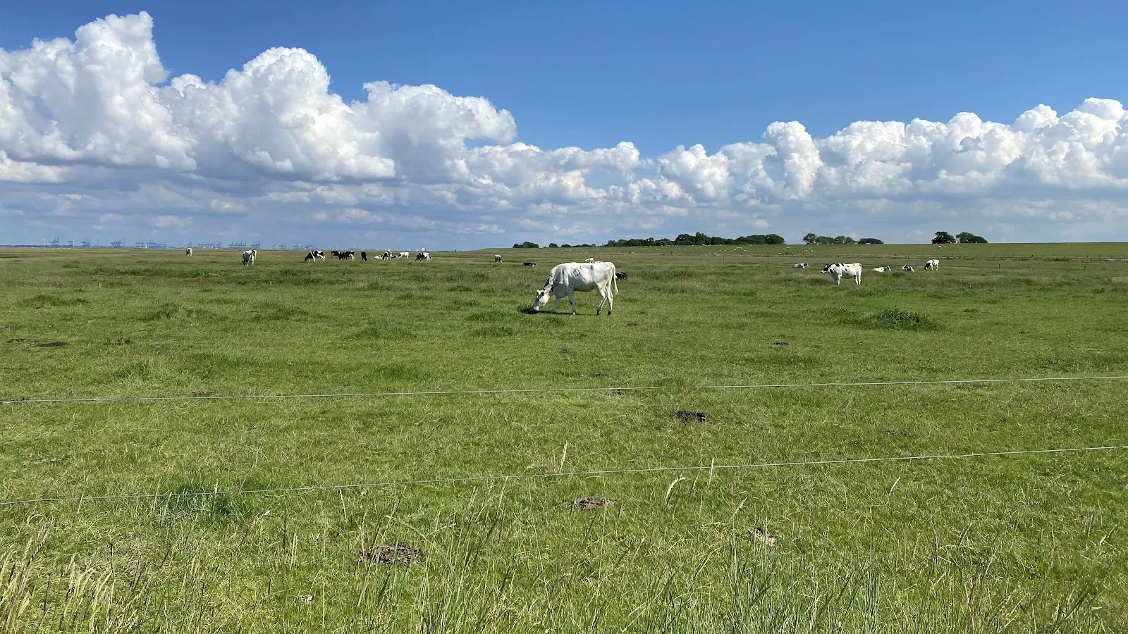 Лангвардер Гроден, Германия
