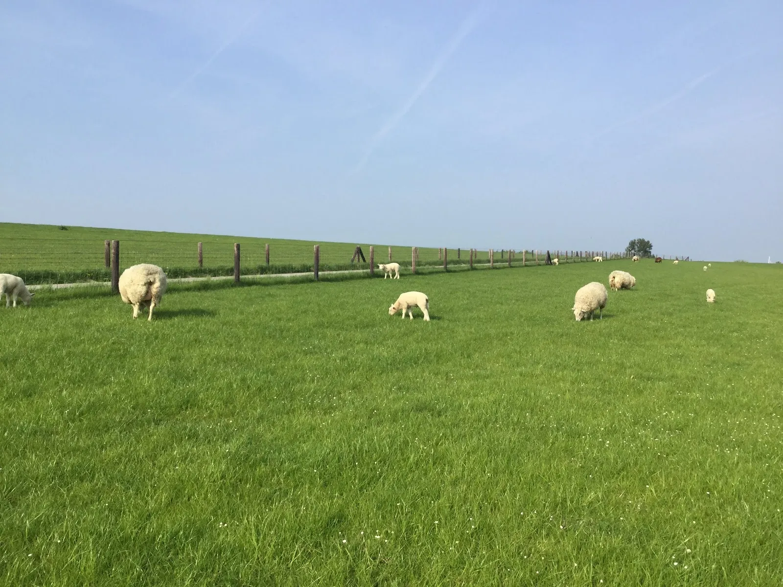 Лангвардер Гроден, Германия