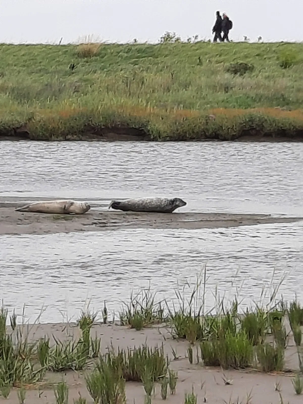Лангвардер Гроден, Германия