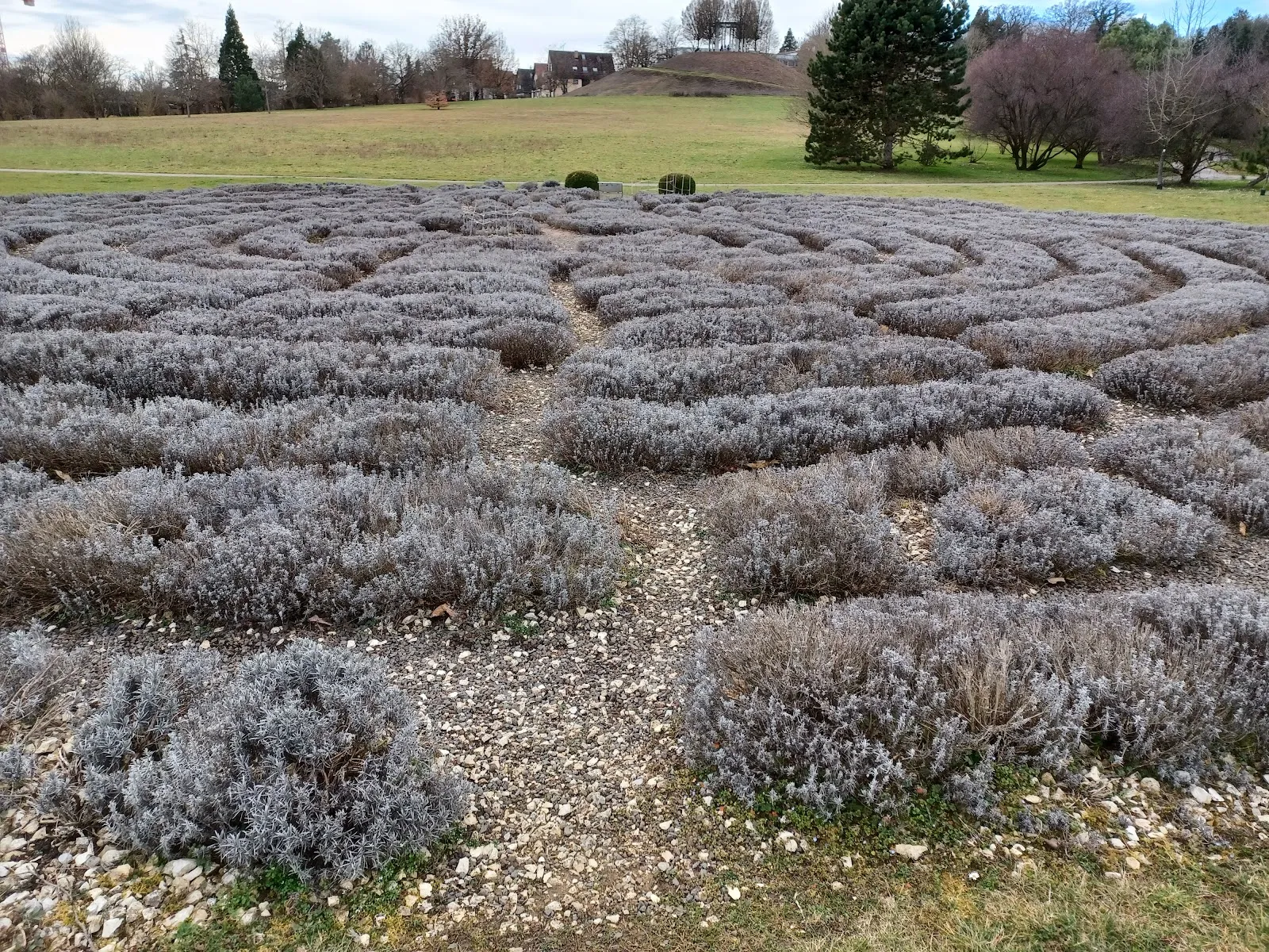 Лавандовый лабиринт в Штутгарте