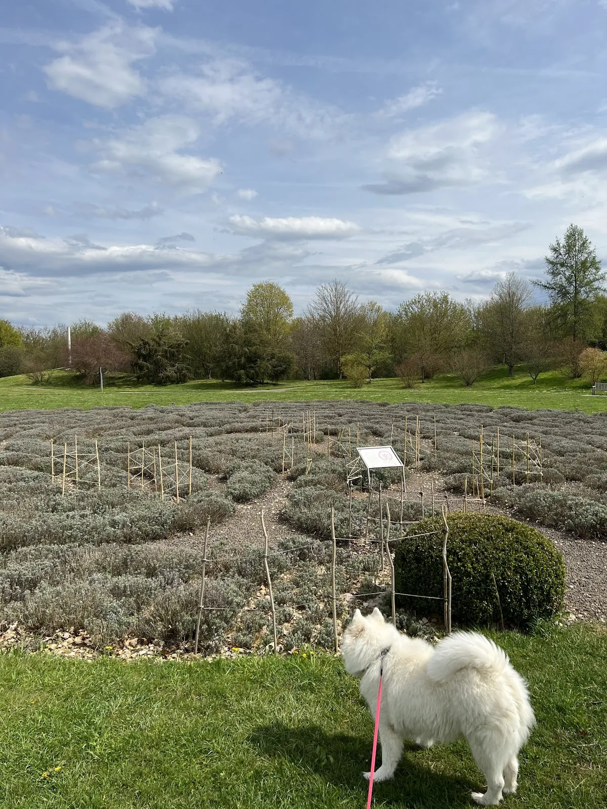 Лавандовый лабиринт в Штутгарте