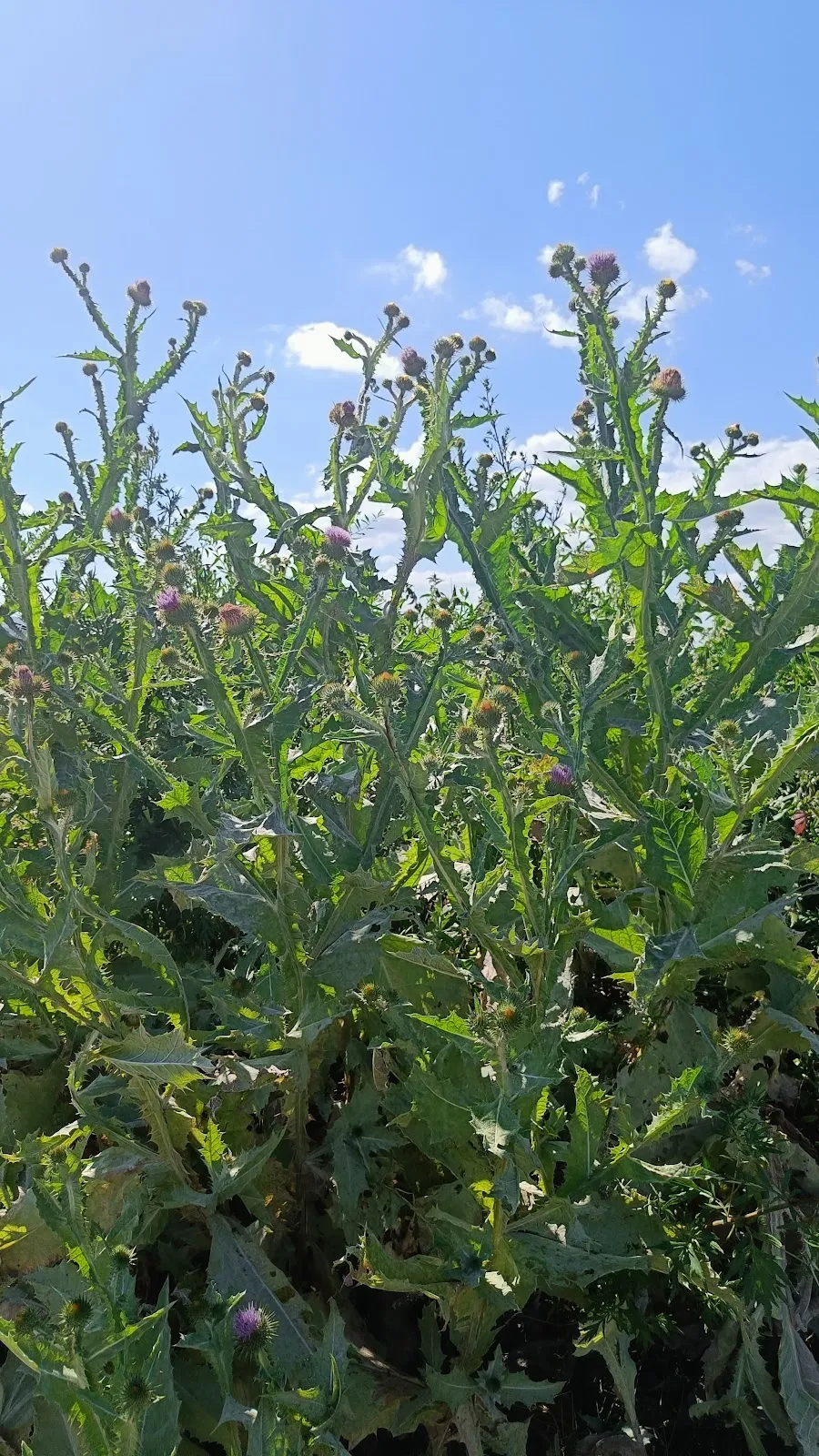 Ліббенштайне – группа древних камней в поле