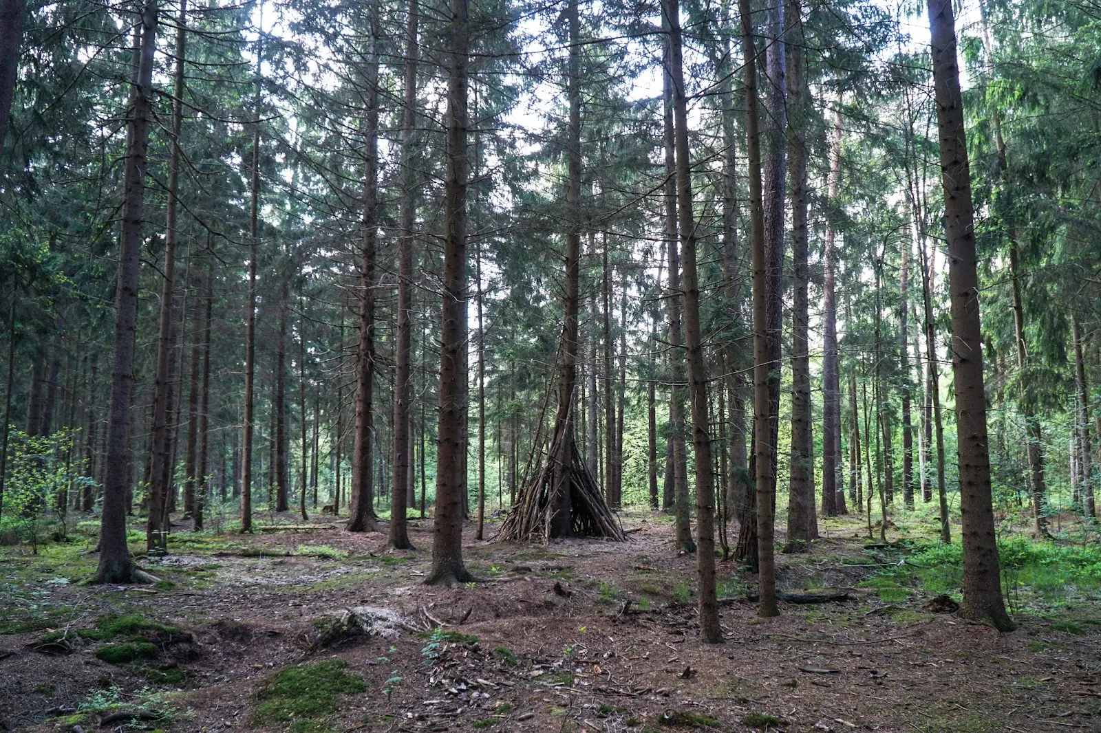 Лесная тропа Рессе