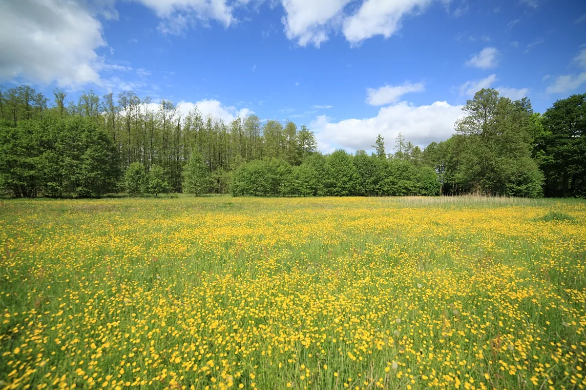 Природный парк Ленинер Вальд унд Зеенгебит, Германия