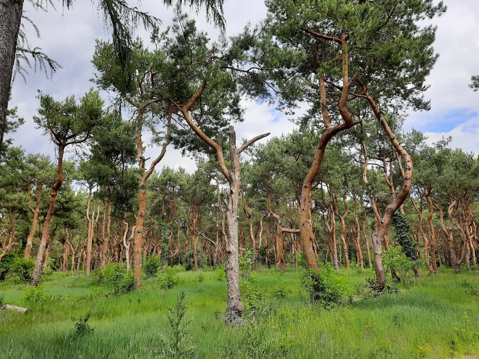 Природный парк Ленинер Вальд унд Зеенгебит, Германия