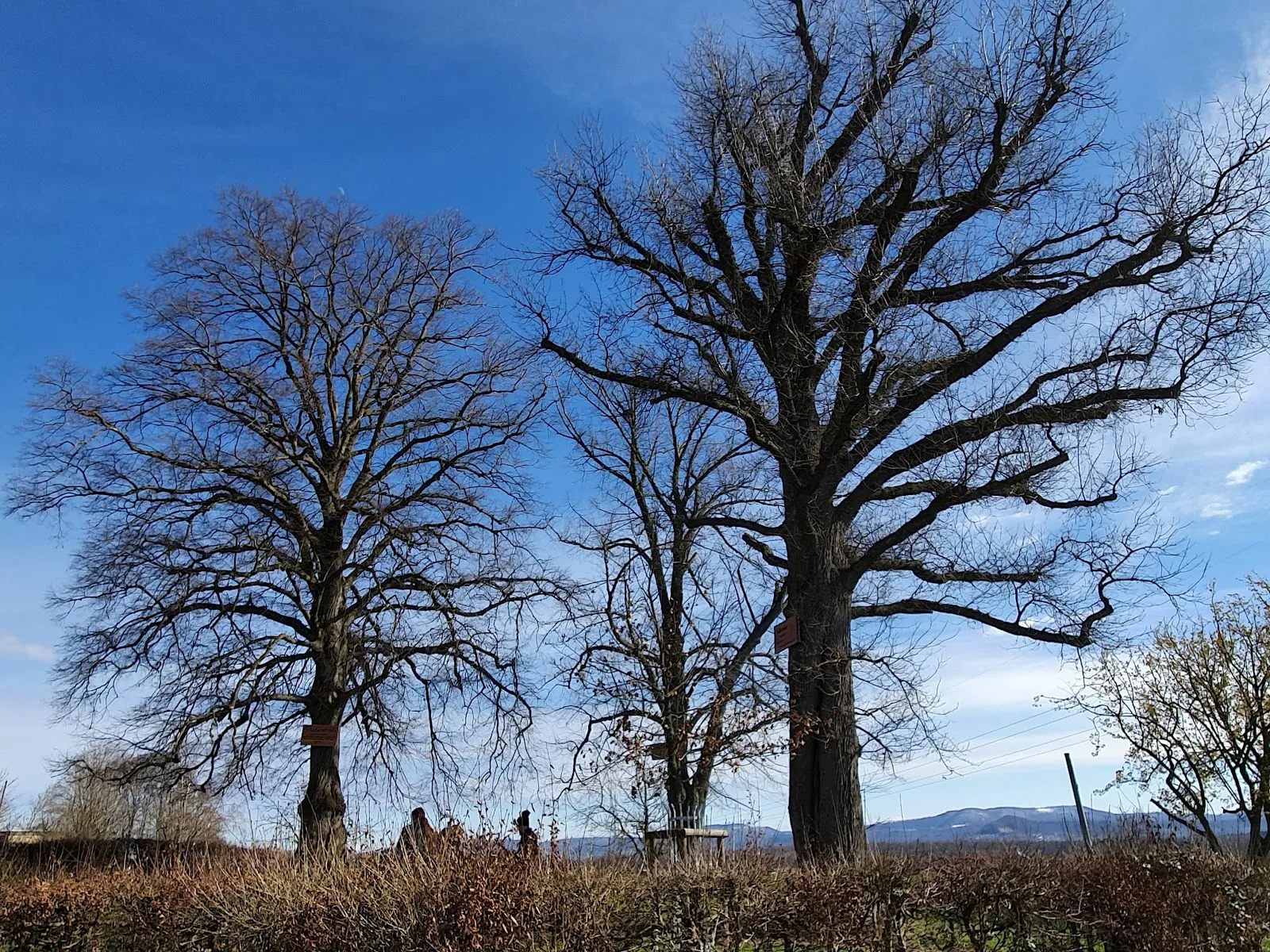 Липа из Шлирбаха