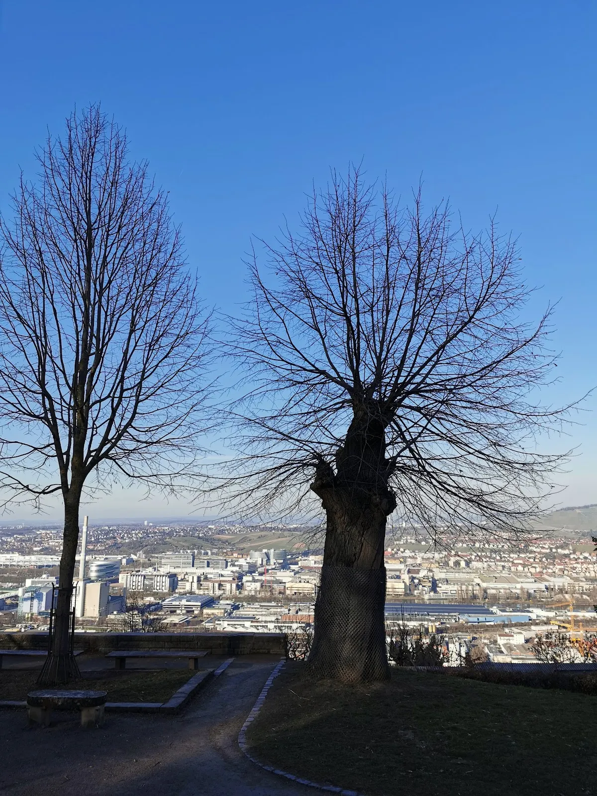 Липа Шиллера старинное дерево парк Штутгарт