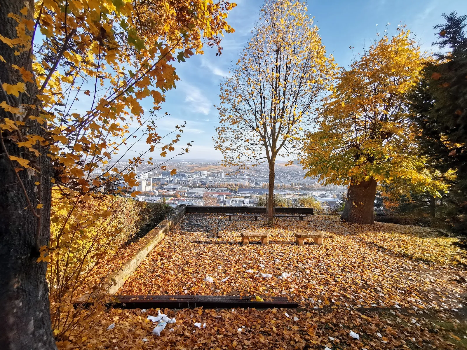 Липа Шиллера старинное дерево парк Штутгарт