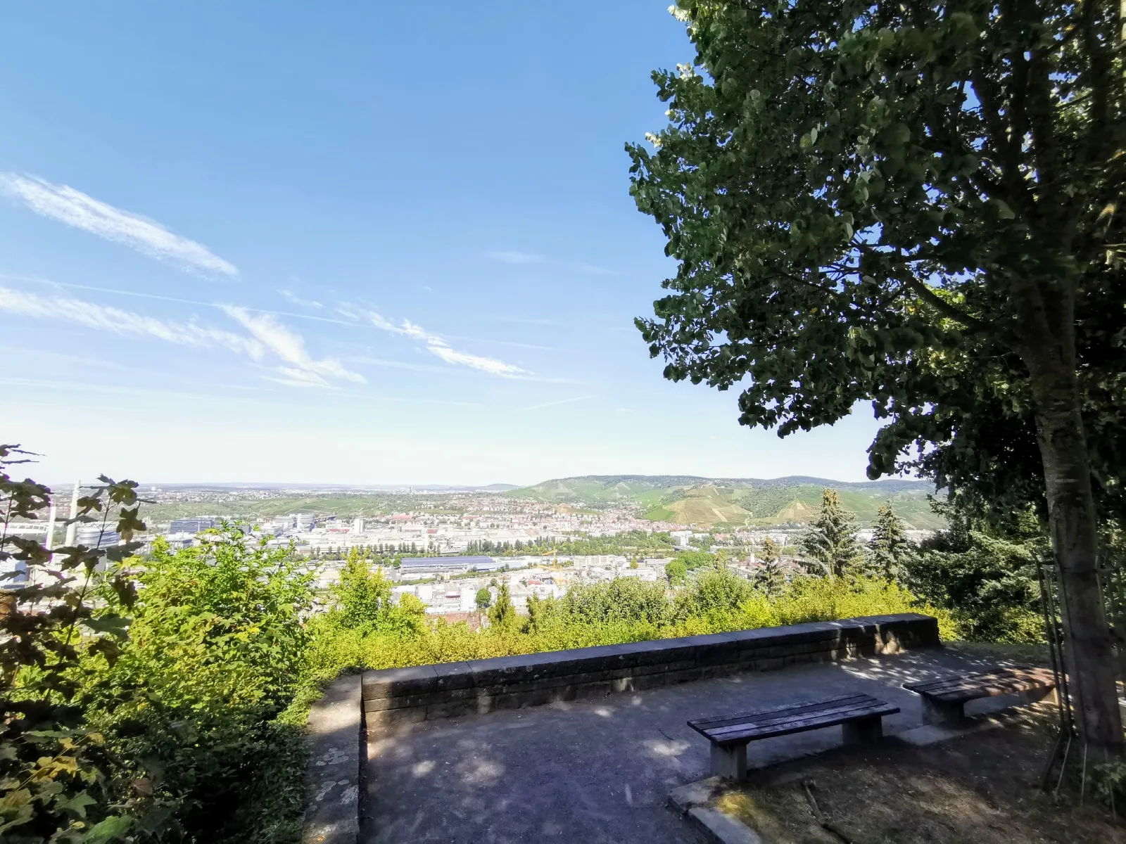 Липа Шиллера старинное дерево парк Штутгарт