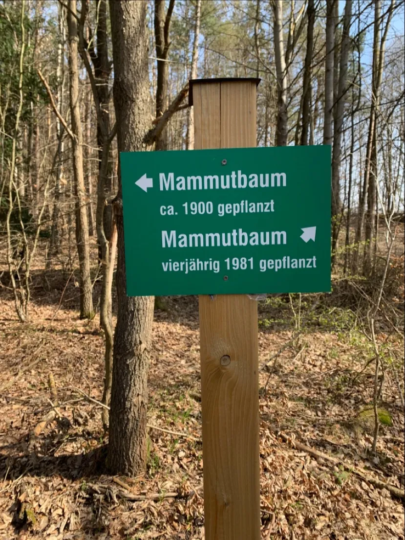 Мамонтово дерево Бад-Вильдунгена