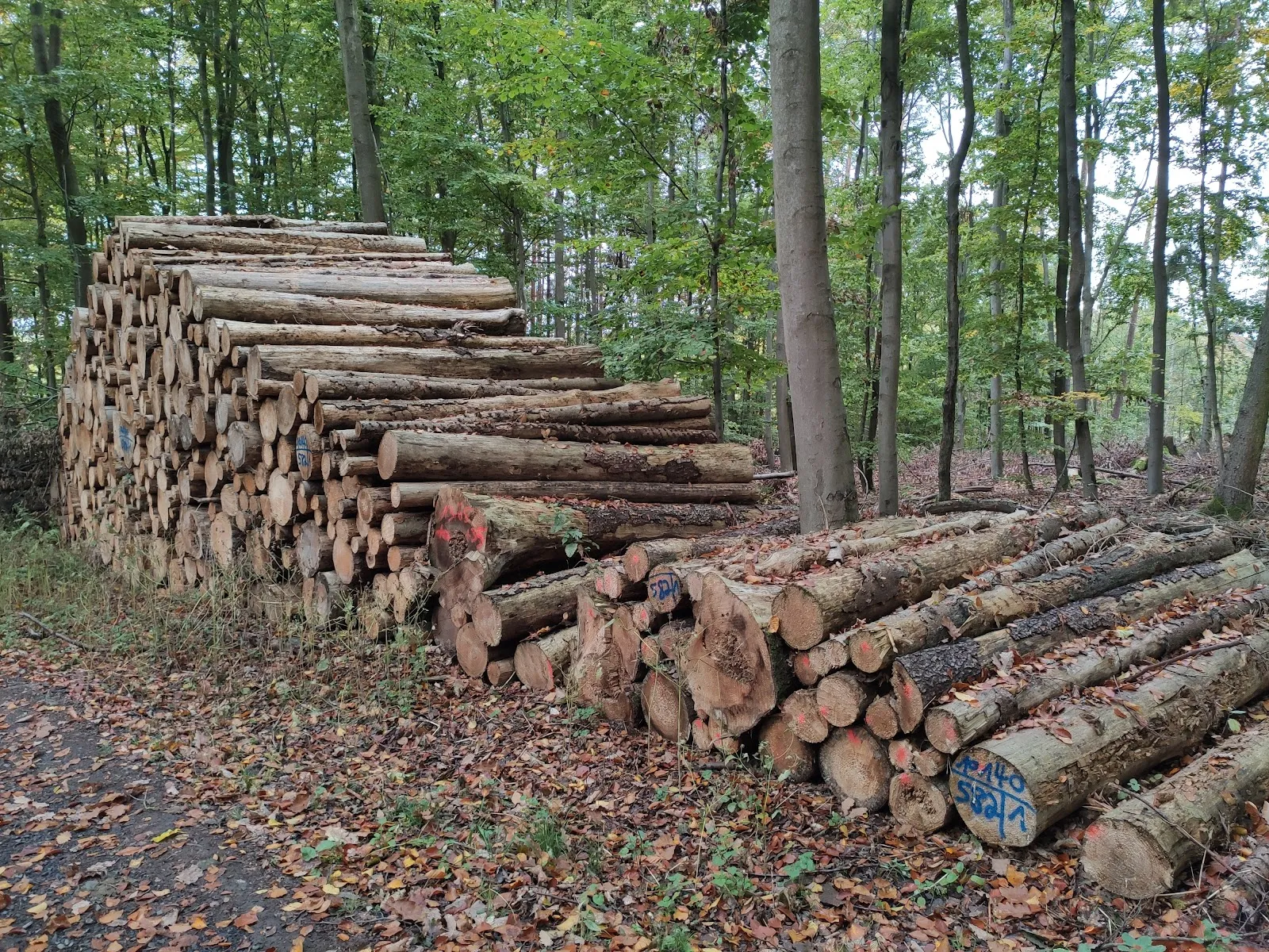 Мамонтово дерево Бад-Вильдунгена