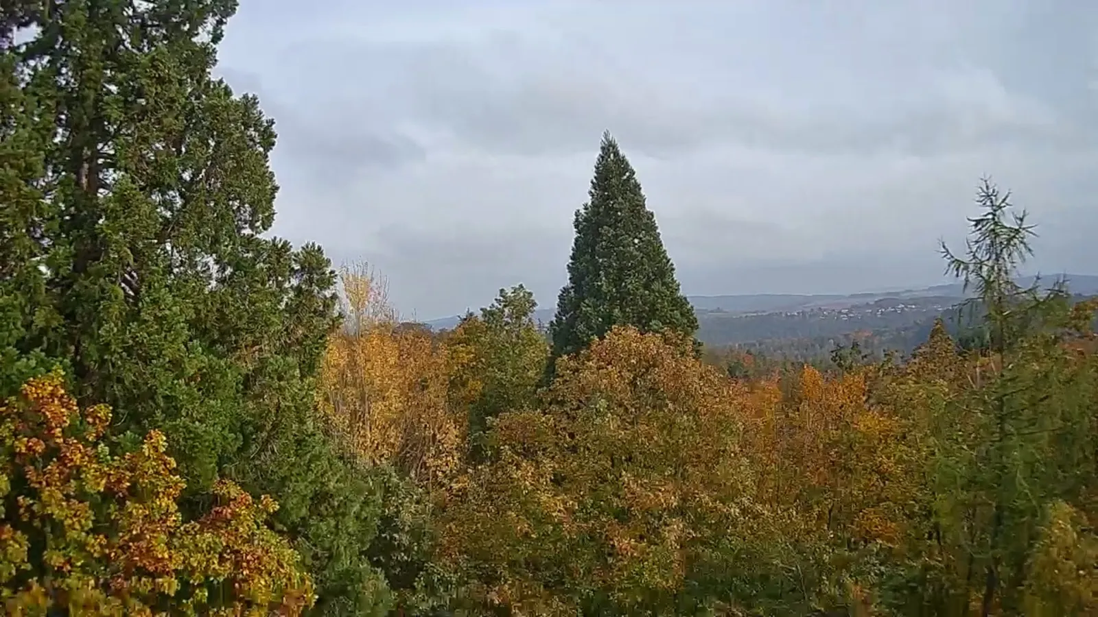 Мамонтово дерево Бад-Вильдунгена