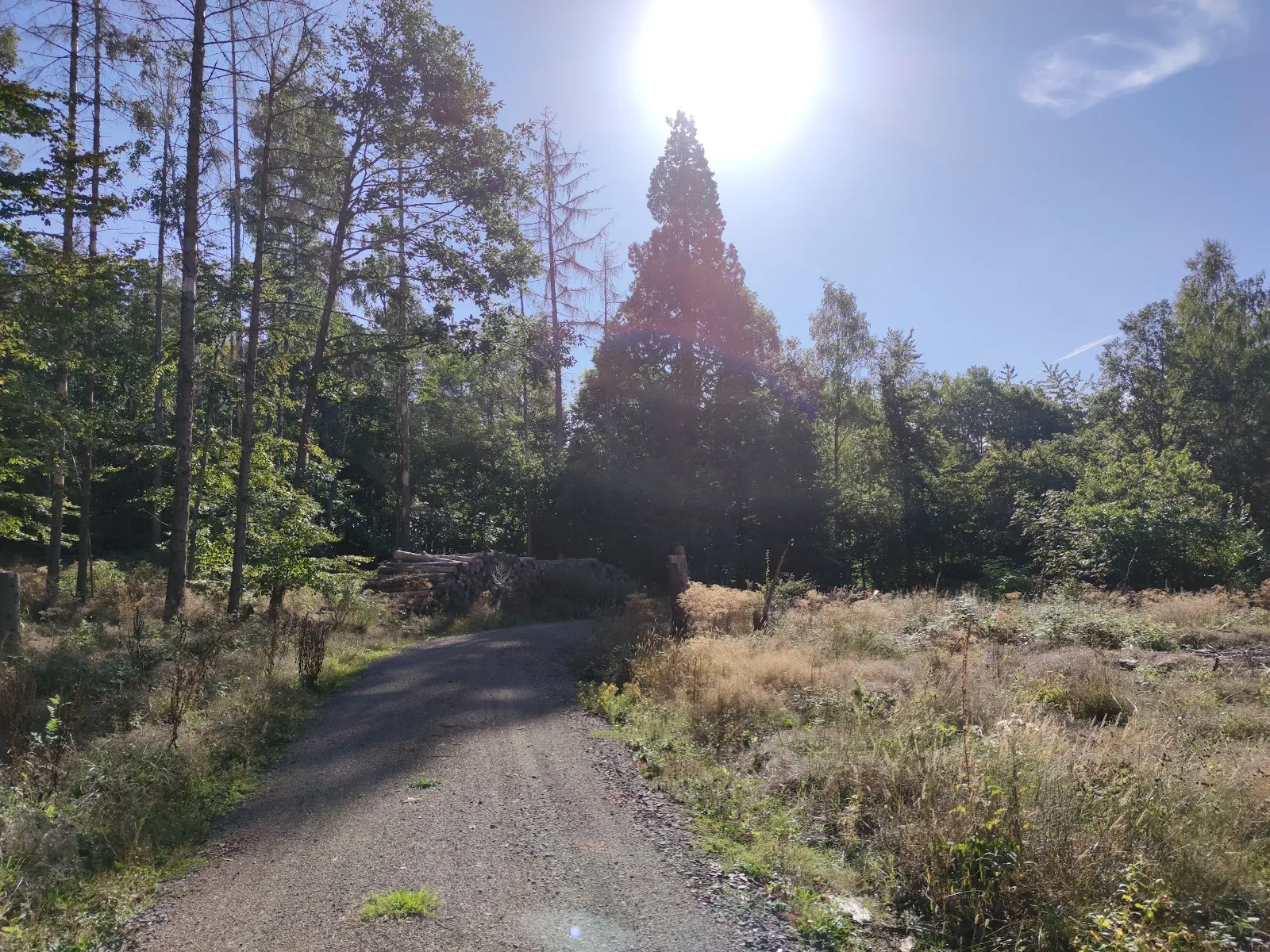 Мамонтово дерево Бад-Вильдунгена