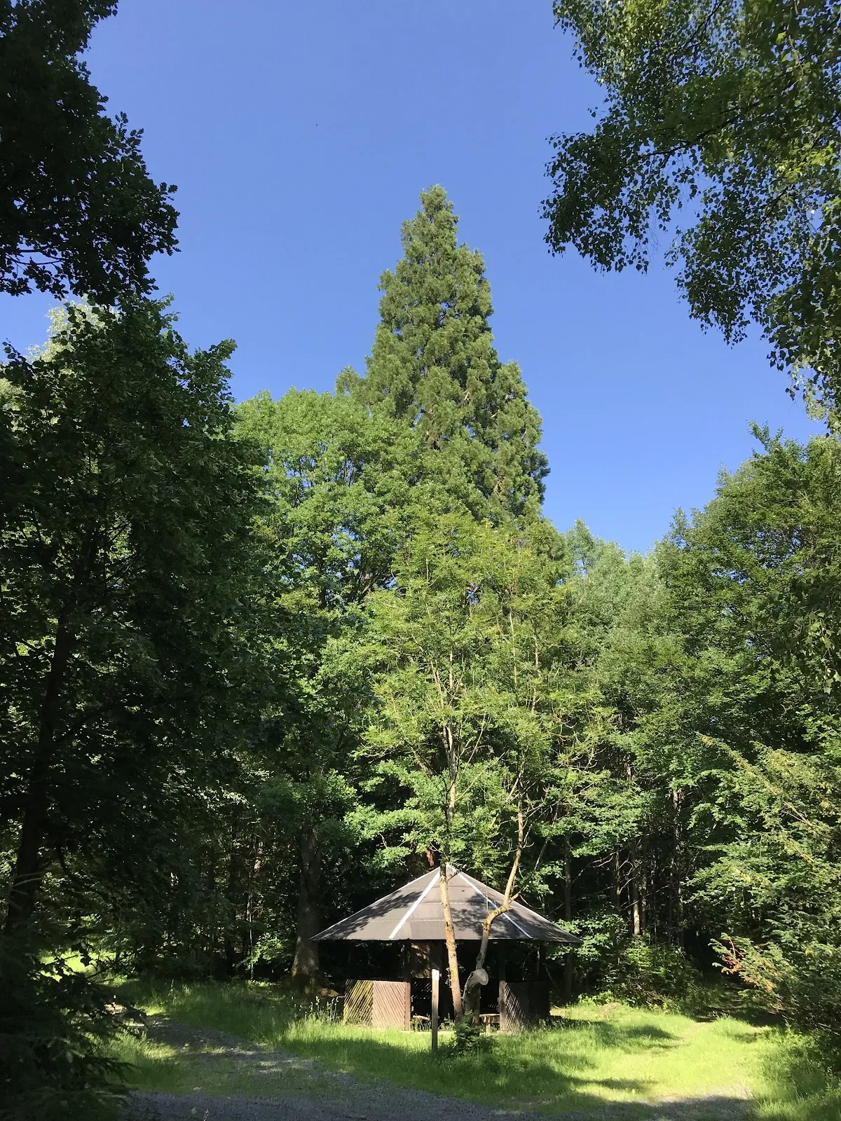 Мамонтово дерево Бад-Вильдунгена