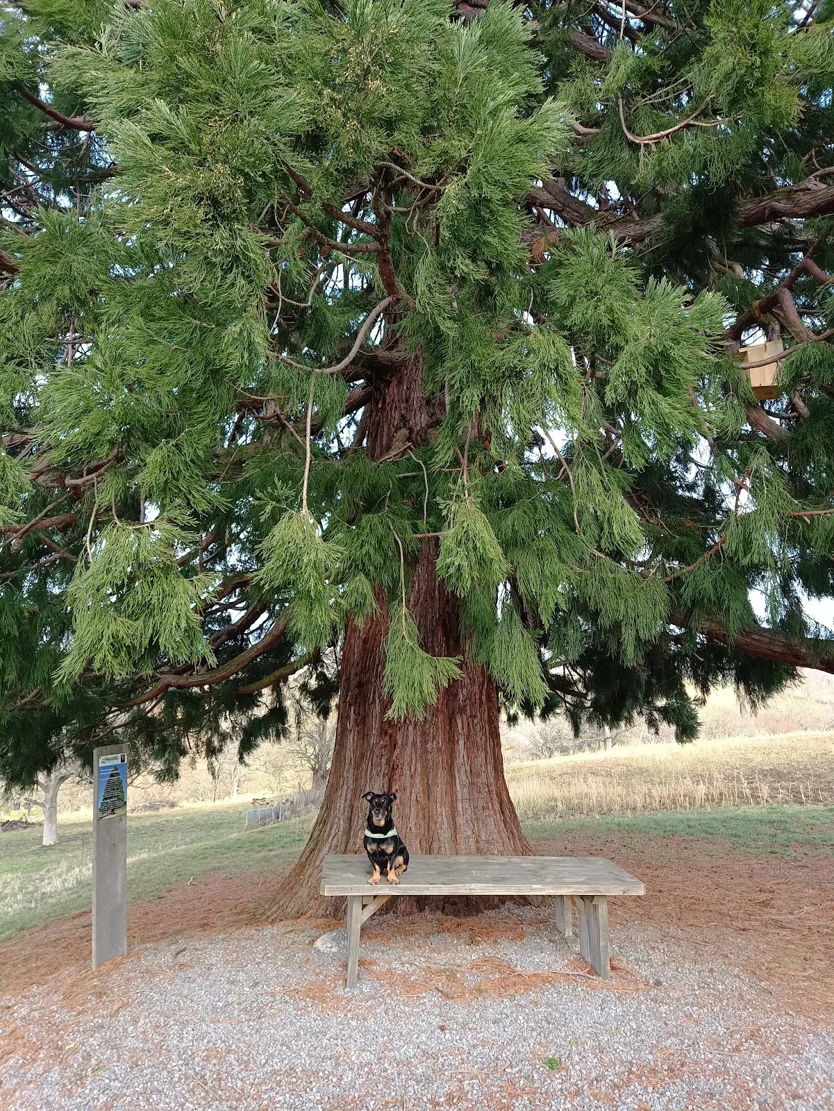 Огромное мамонтово дерево в Беурене, Германия, с раскидистой кроной.