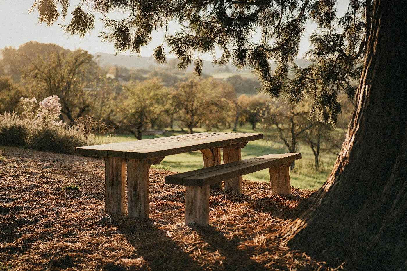 Огромное мамонтово дерево в Беурене, Германия, с раскидистой кроной.
