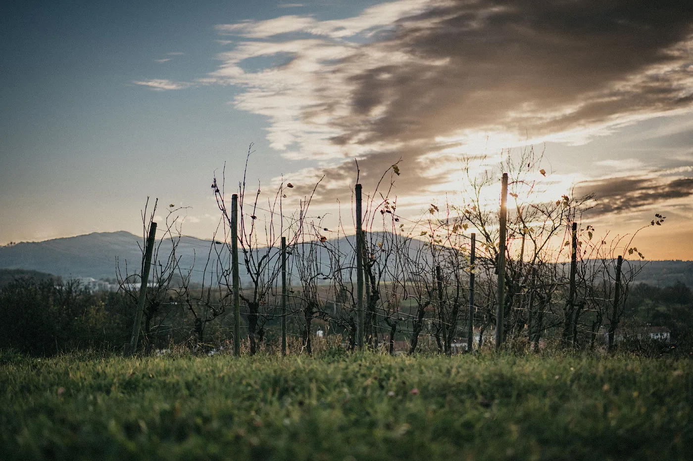 Огромное мамонтово дерево в Беурене, Германия, с раскидистой кроной.