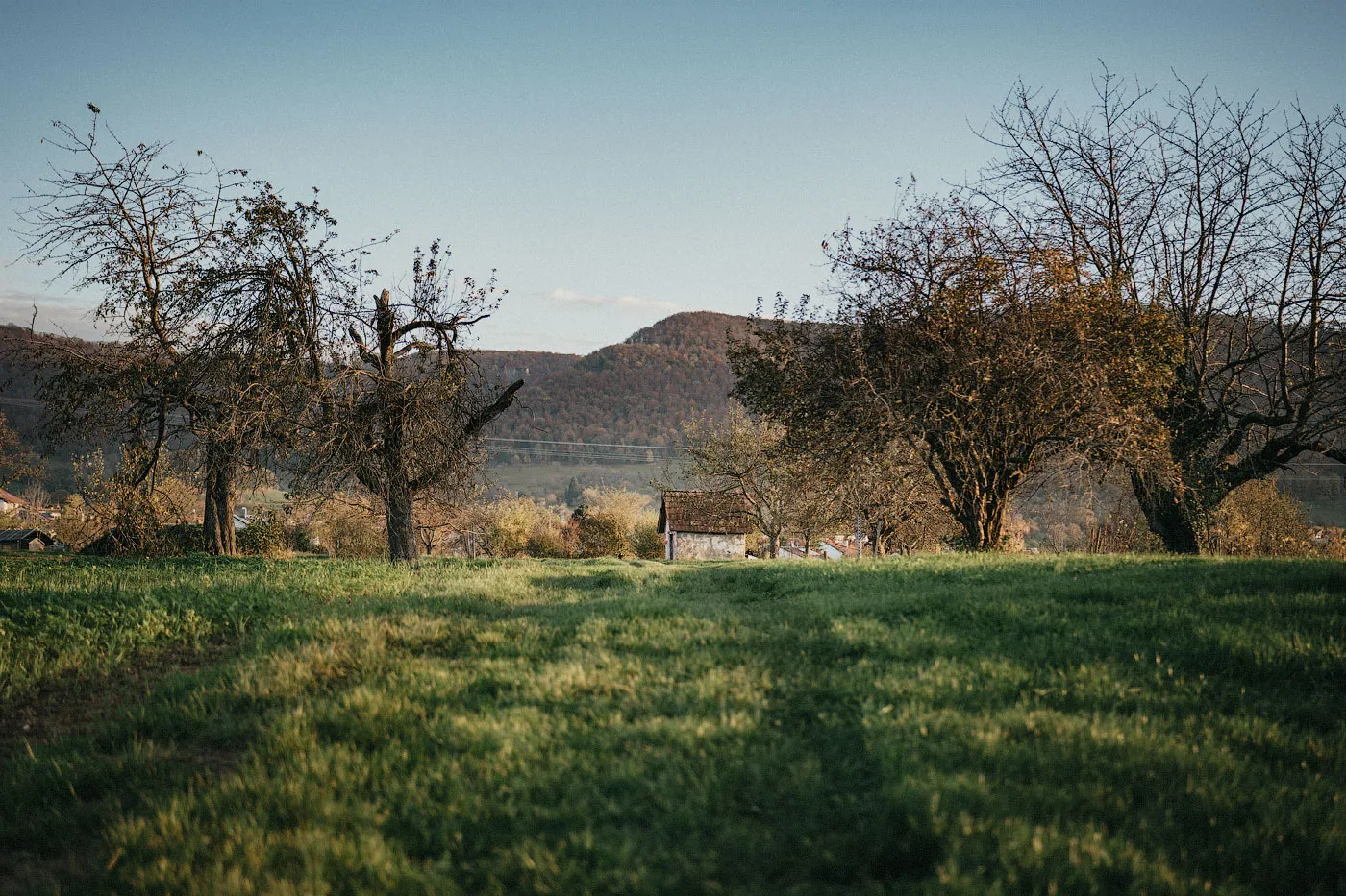Огромное мамонтово дерево в Беурене, Германия, с раскидистой кроной.