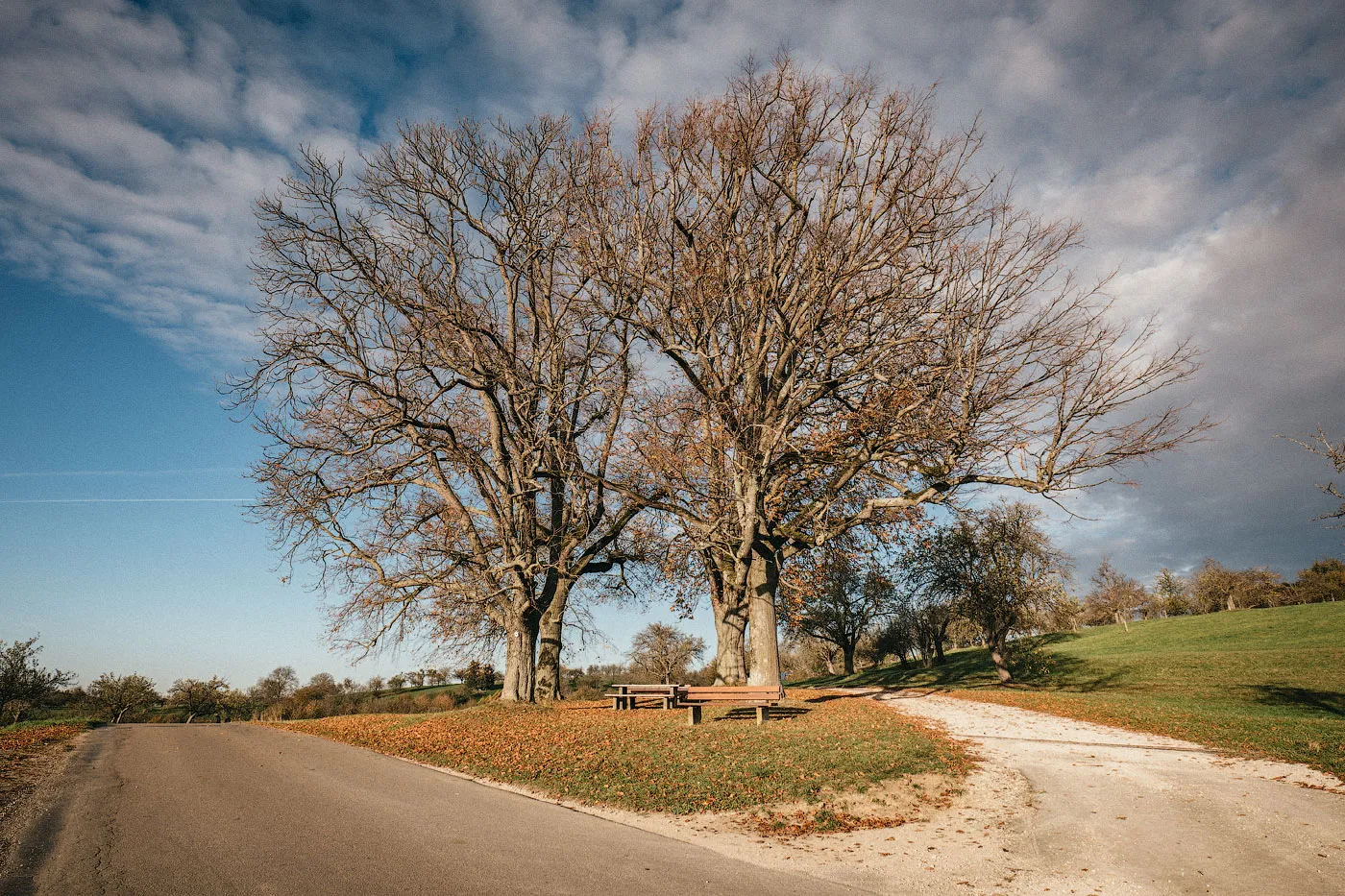 Огромное мамонтово дерево в Беурене, Германия, с раскидистой кроной.