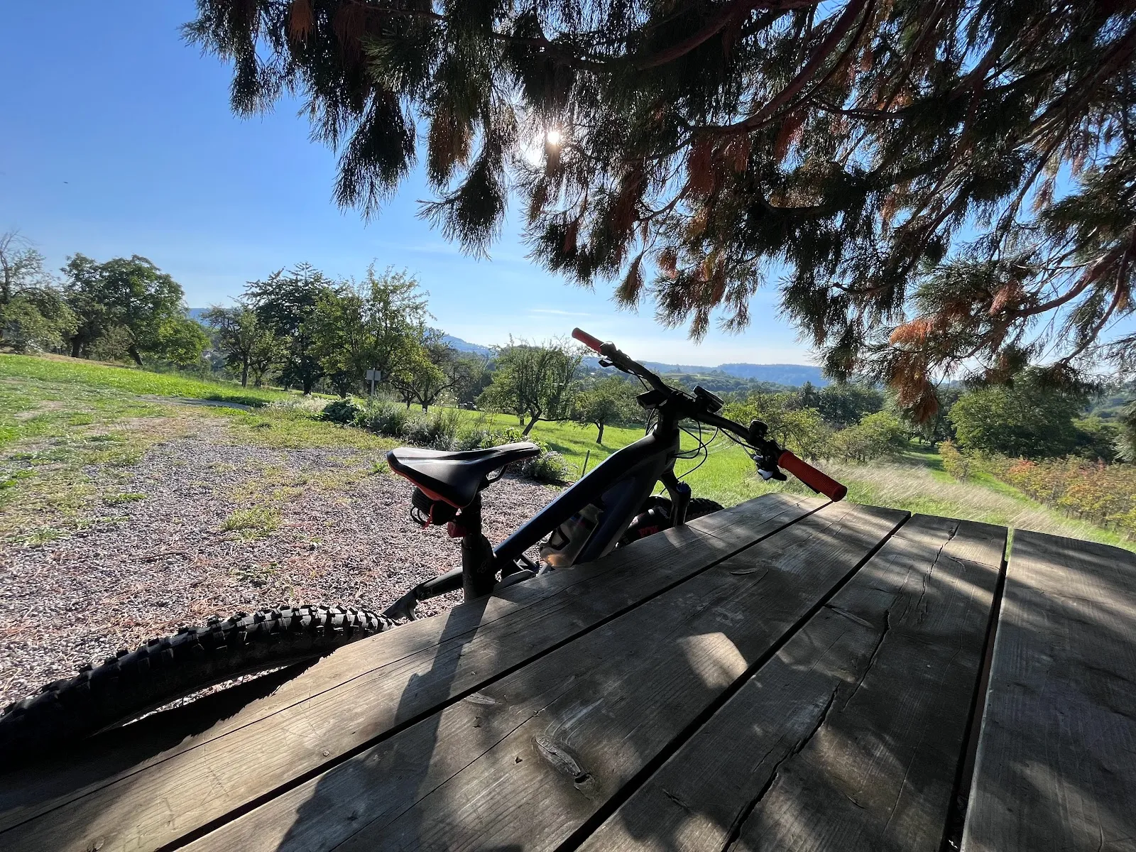 Огромное мамонтово дерево в Беурене, Германия, с раскидистой кроной.