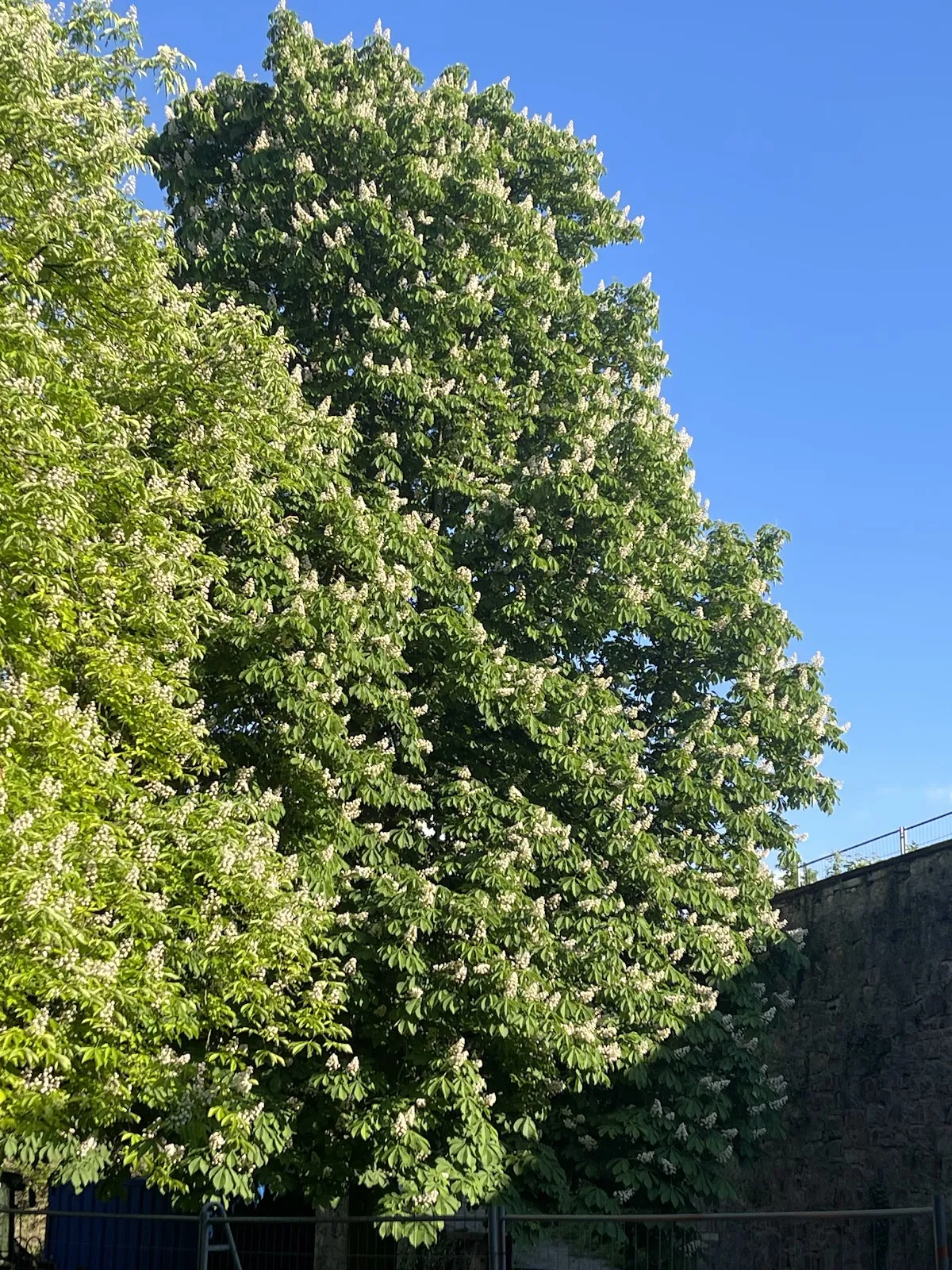 Цветущие растения в Маршталльгартене