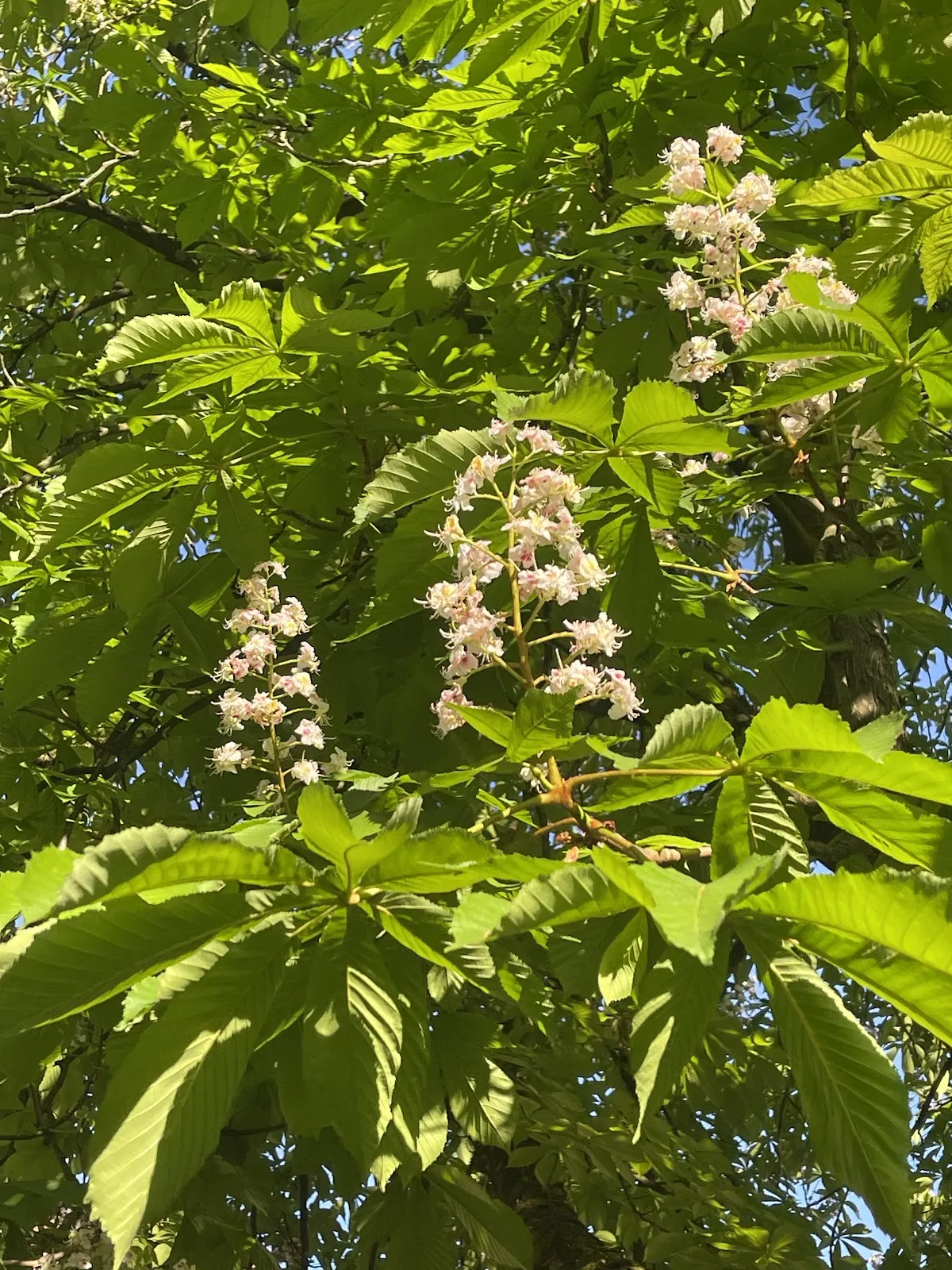 Цветущие растения в Маршталльгартене