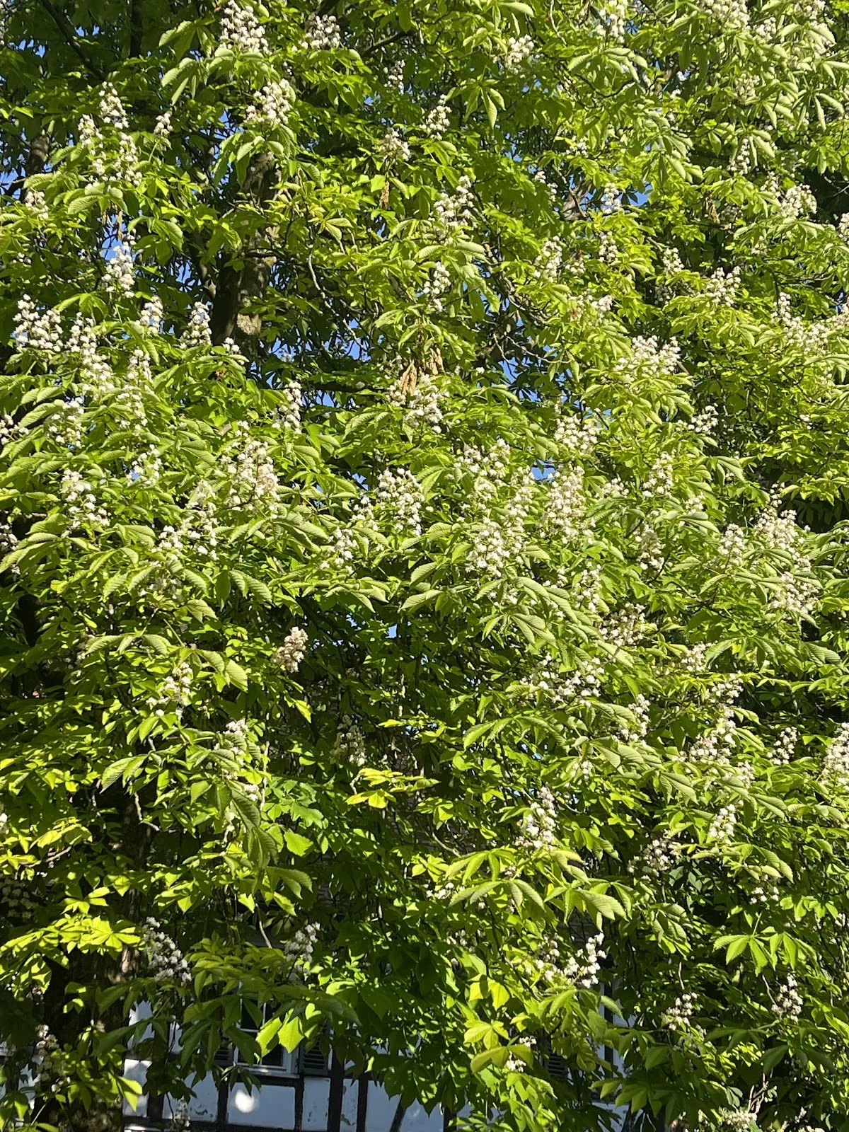 Цветущие растения в Маршталльгартене