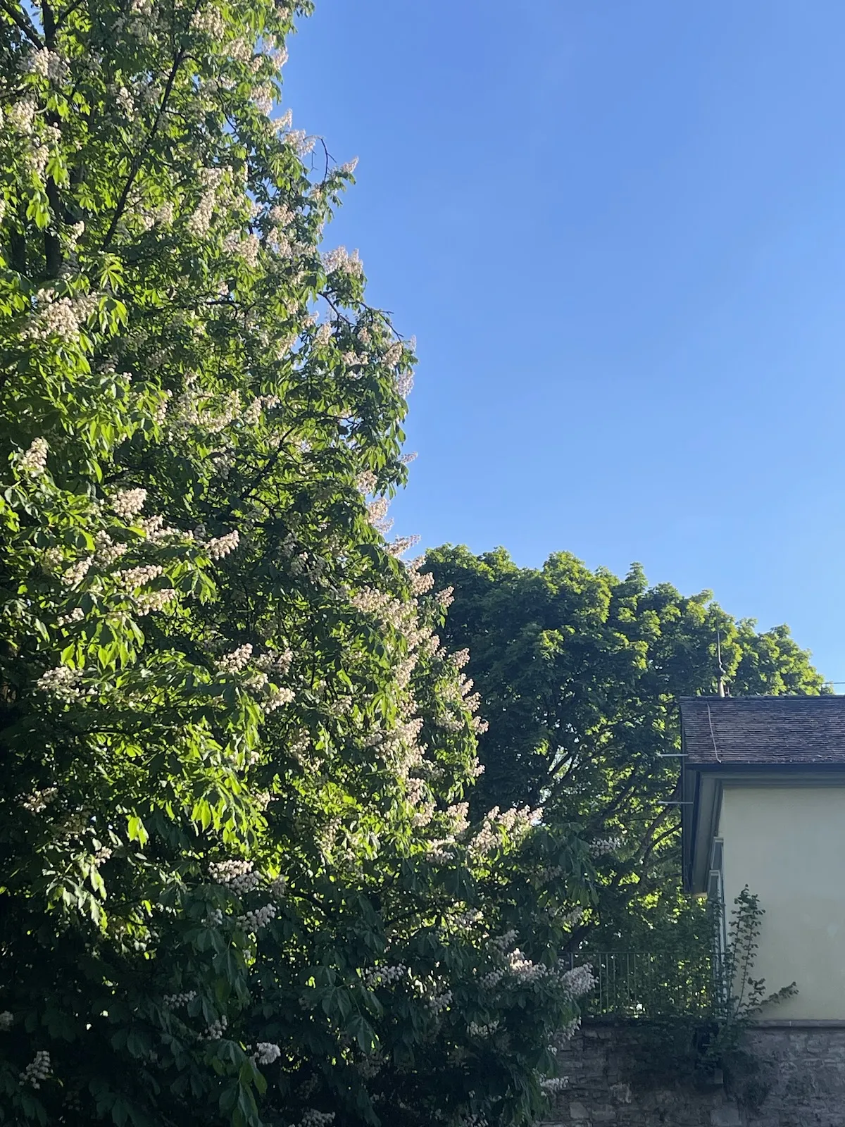 Цветущие растения в Маршталльгартене