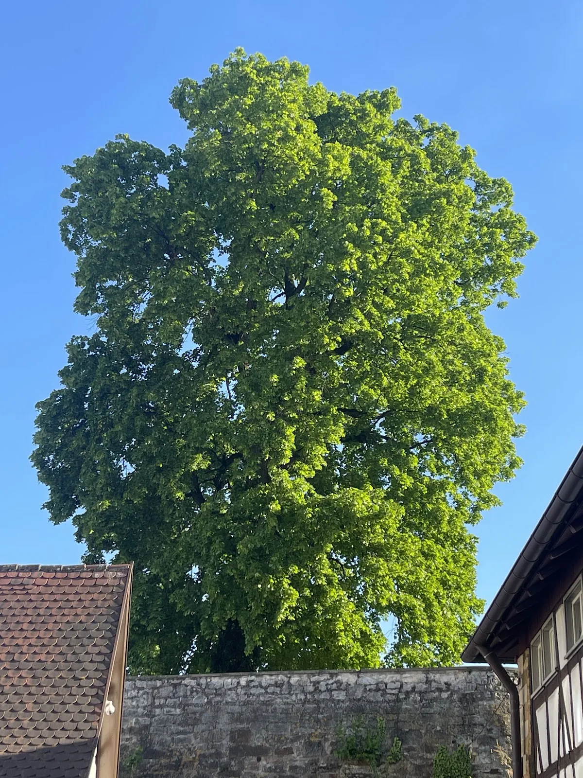 Цветущие растения в Маршталльгартене