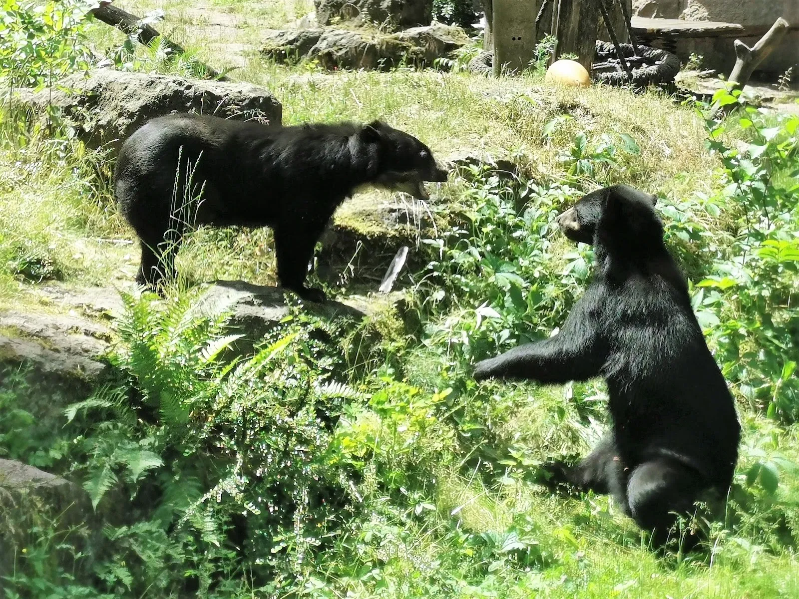 Бурый медведь в зоопарке 