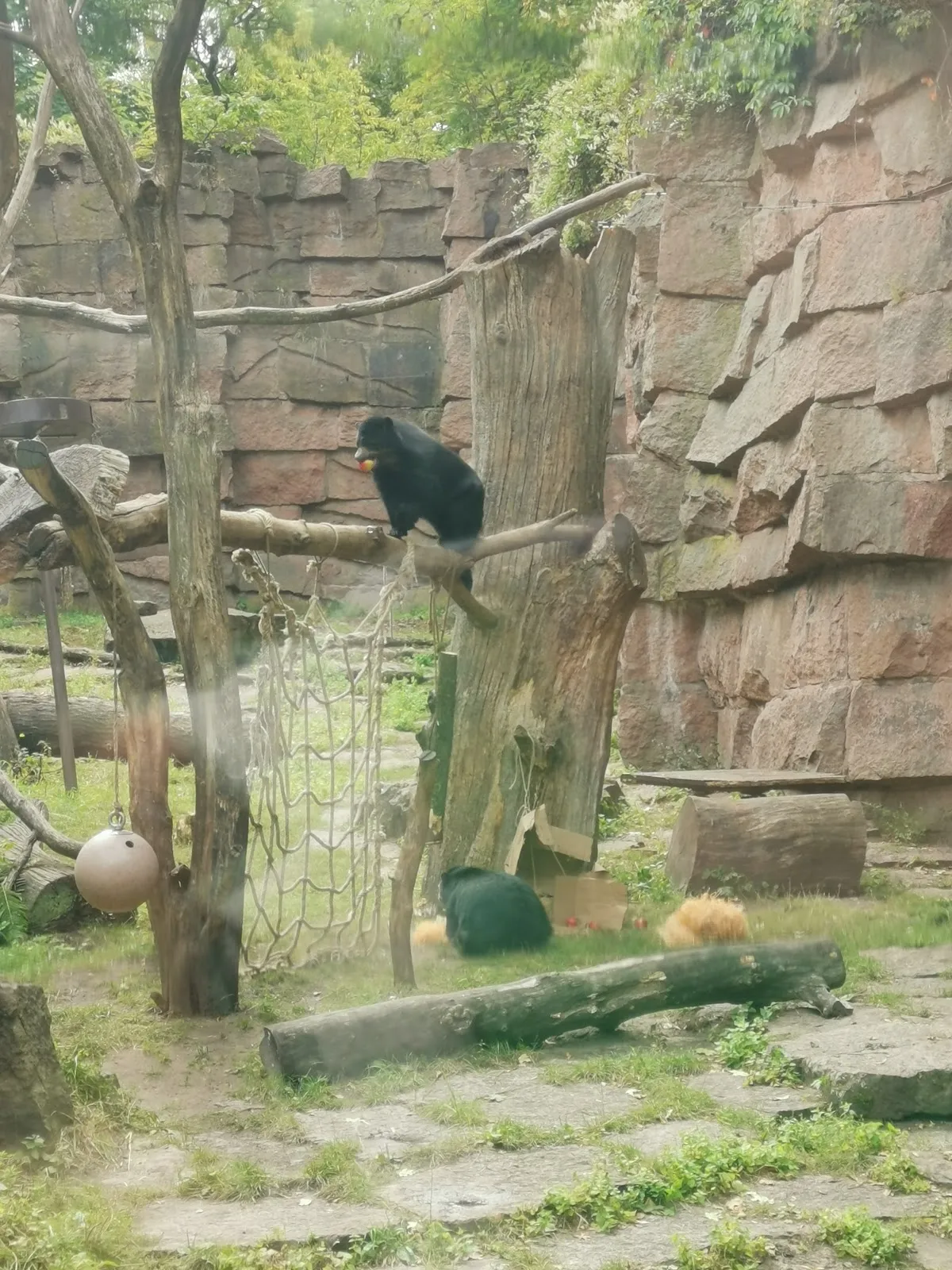 Бурый медведь в зоопарке 