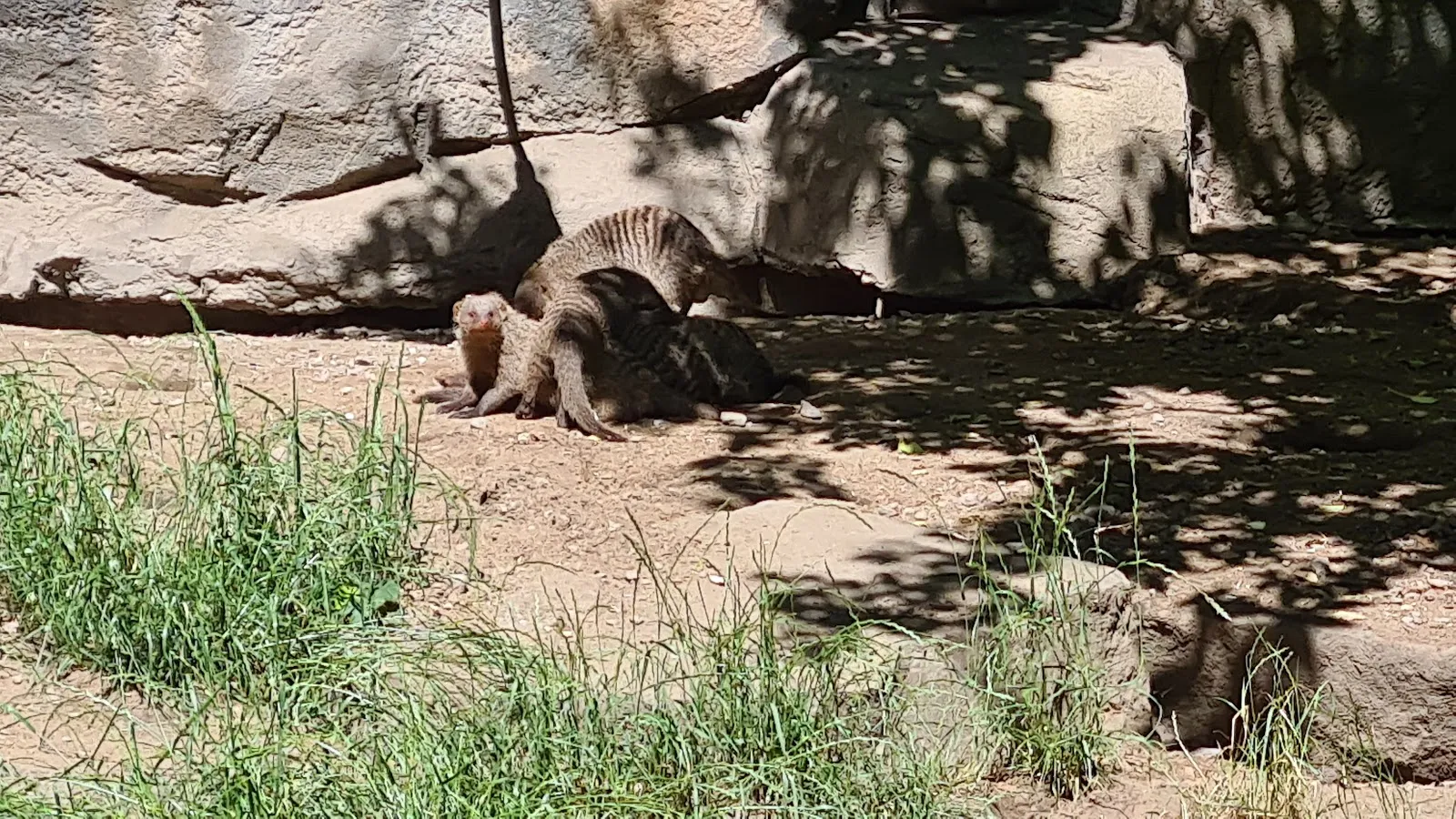 Бурый медведь в зоопарке 