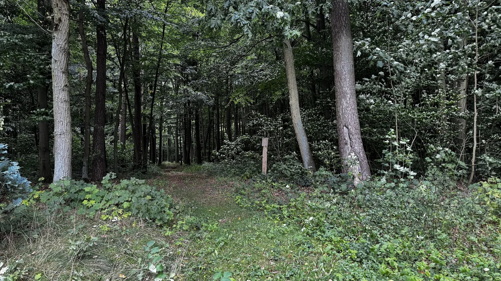 Мемориальный лес Беловер Данн, Германия, памятник, деревья, тропинка