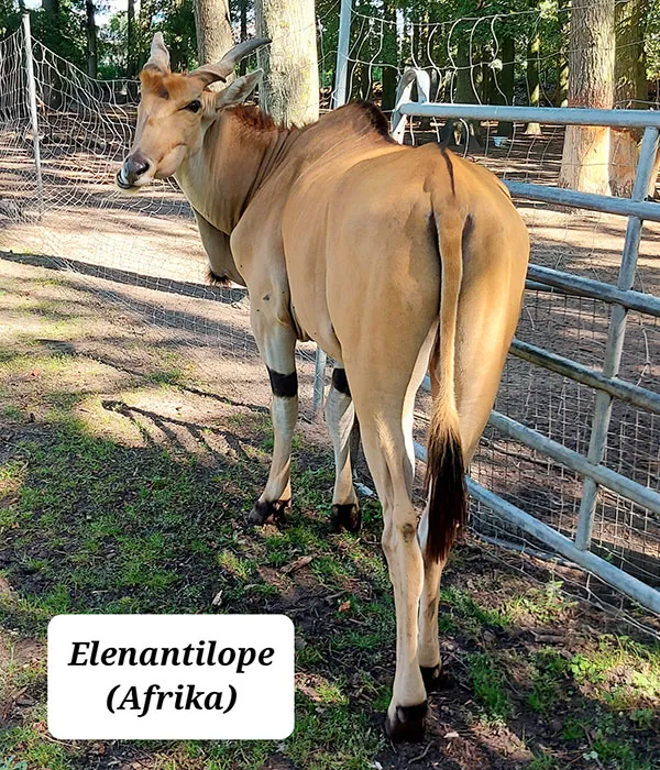 Парк аттракционов 