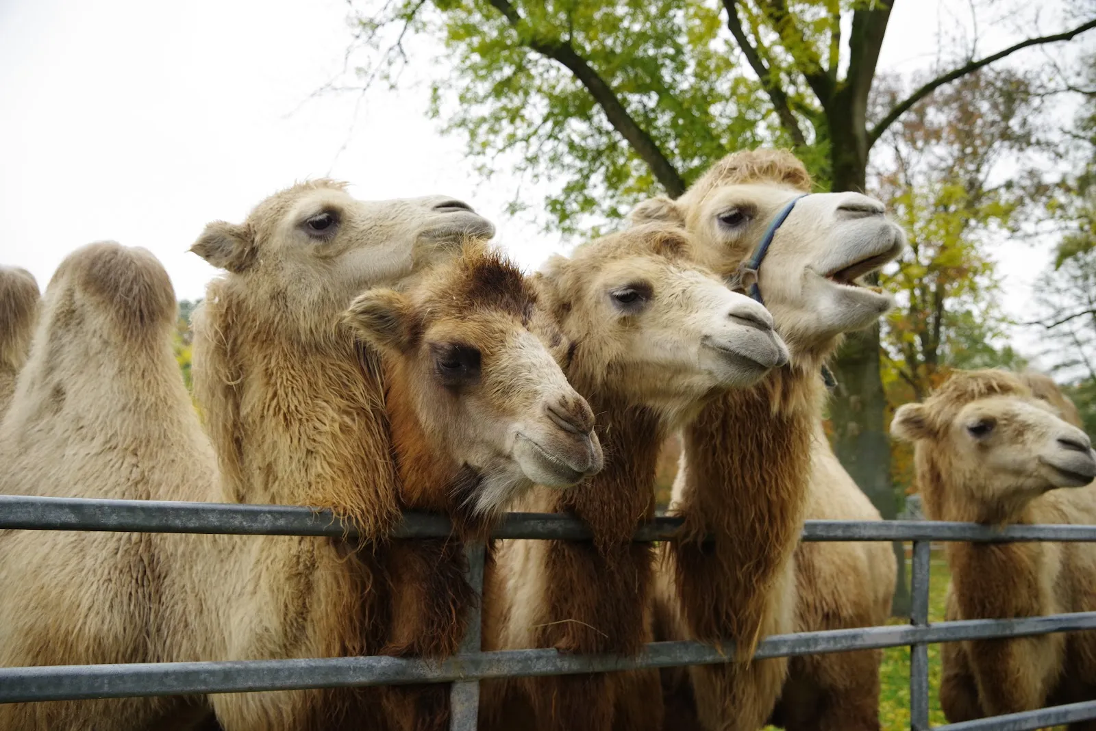 Парк аттракционов 