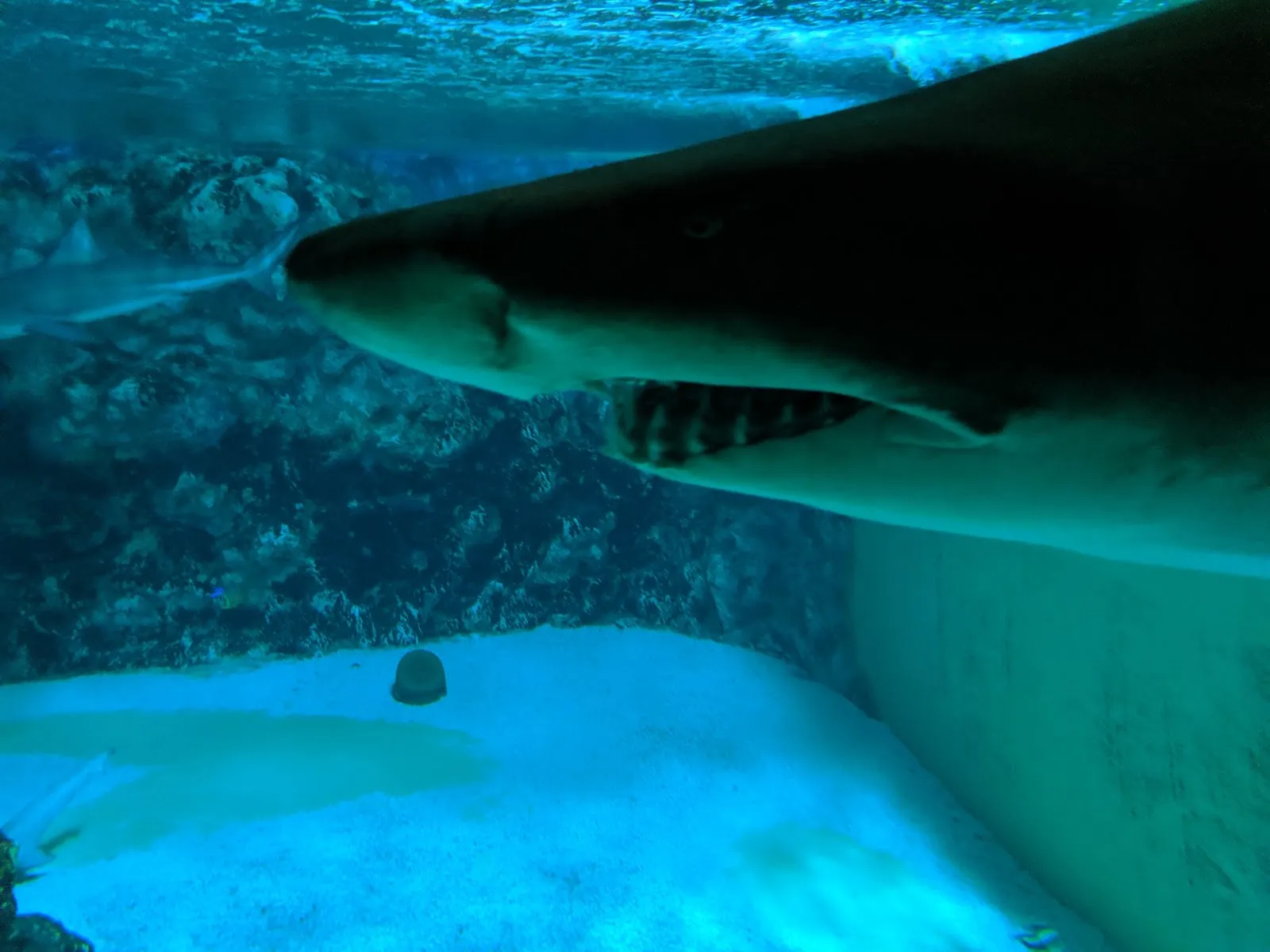 Морской аквариум Целла-Мелис