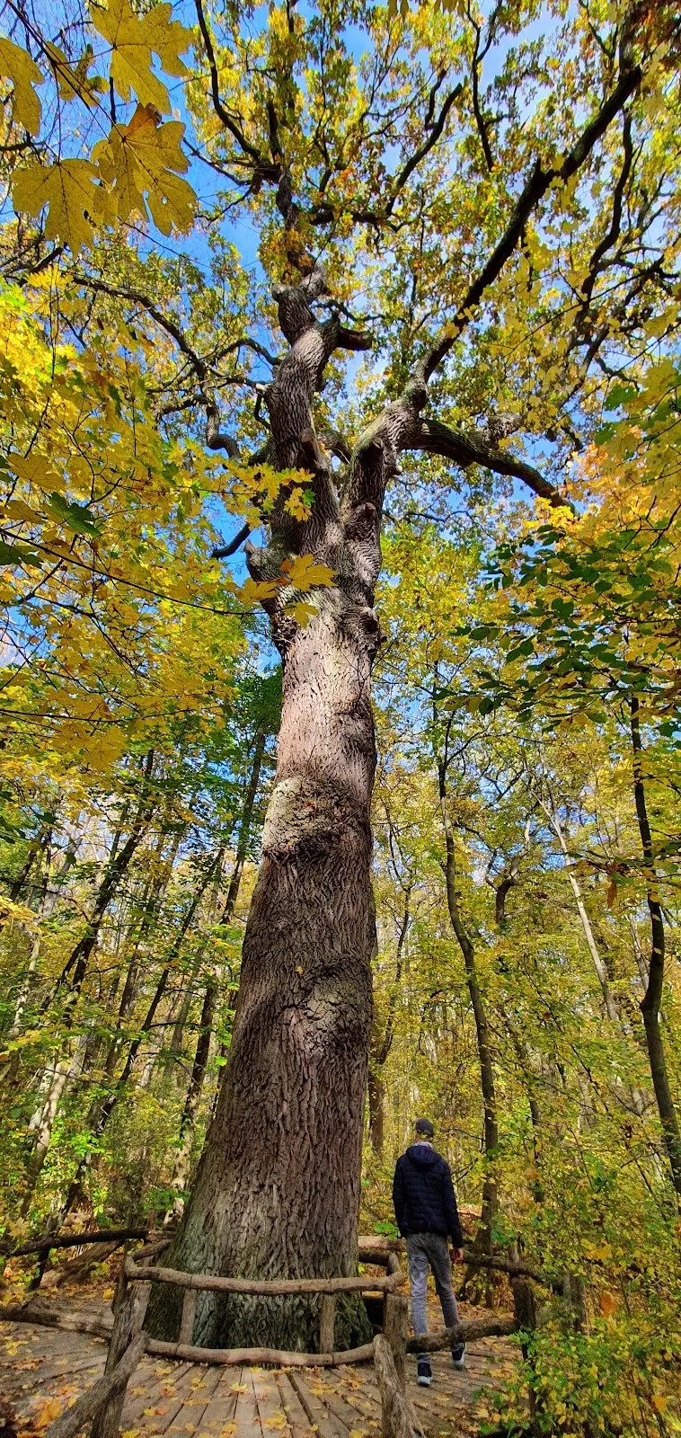 Национальный парк Хайних – древний буковый лес с тропинками.