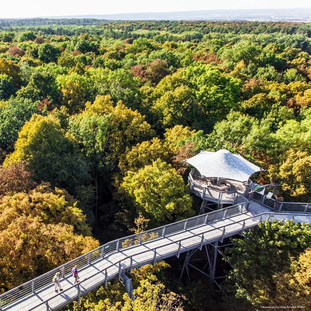 Национальный парк Хайних – древний буковый лес с тропинками.