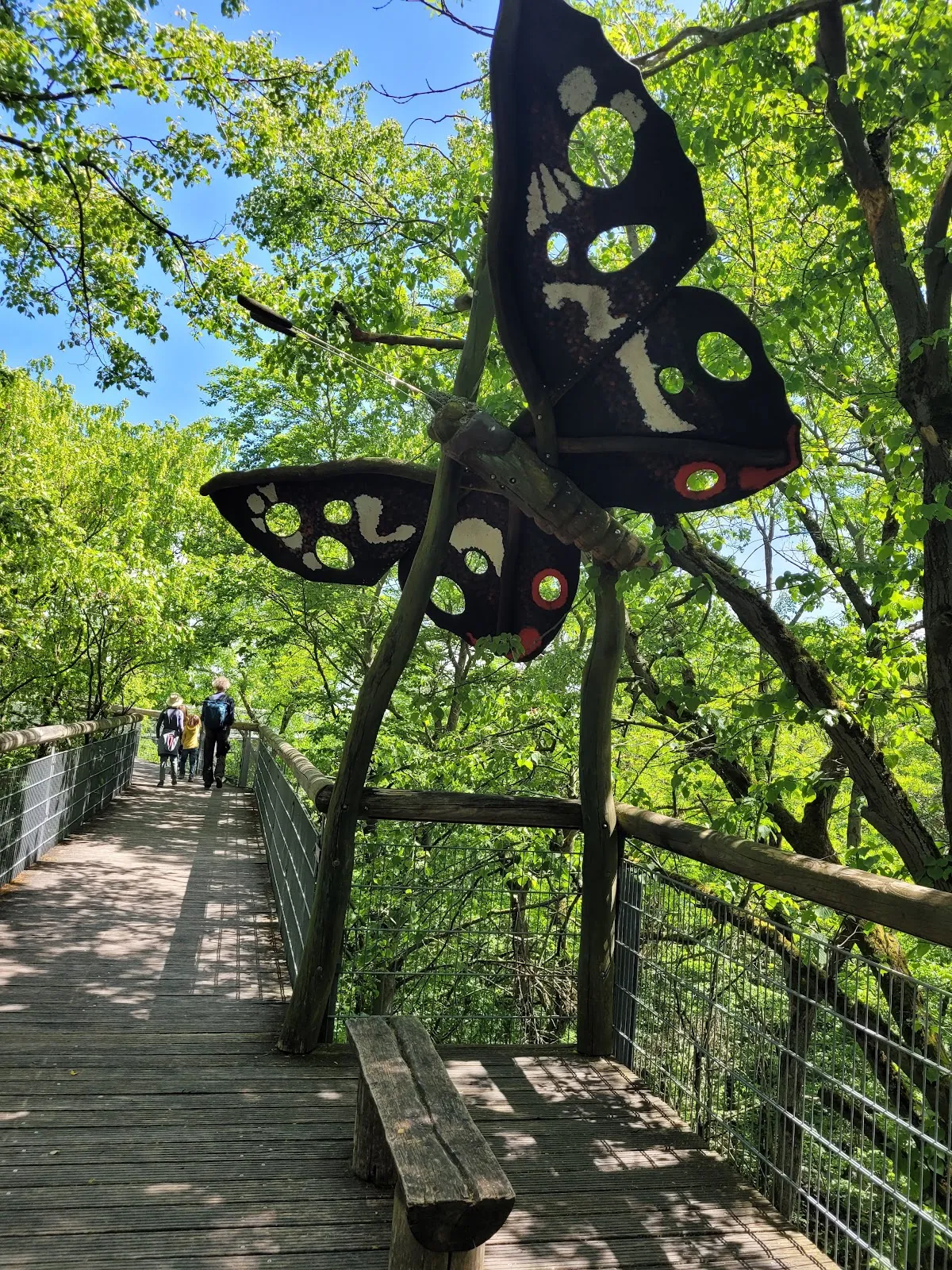 Национальный парк Хайних – древний буковый лес с тропинками.