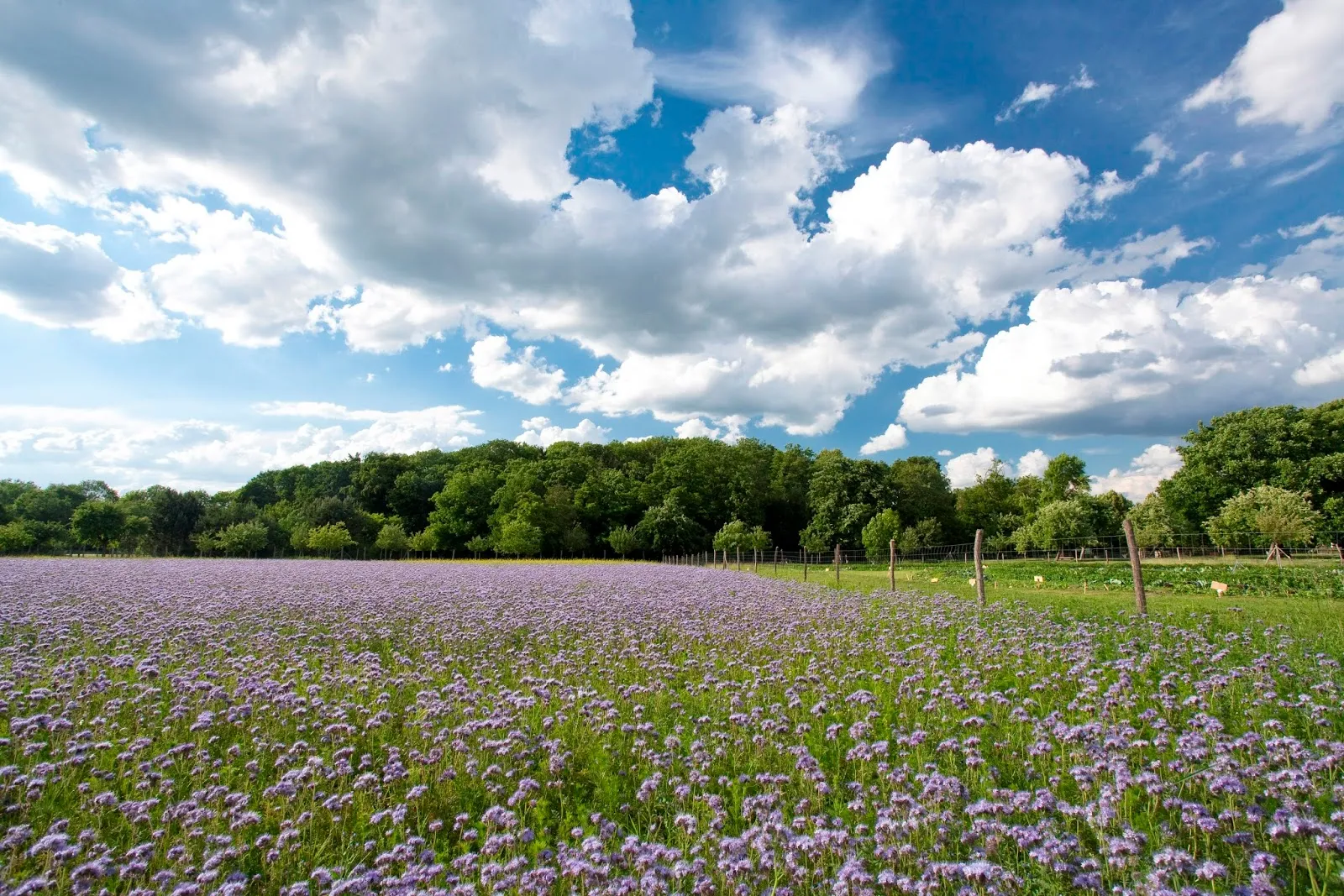 Народный парк Бланкенфельде-Панков