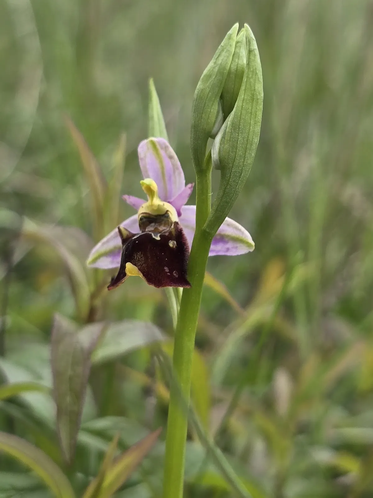 Ландшафт природного заповедника Нойффенер Хайде