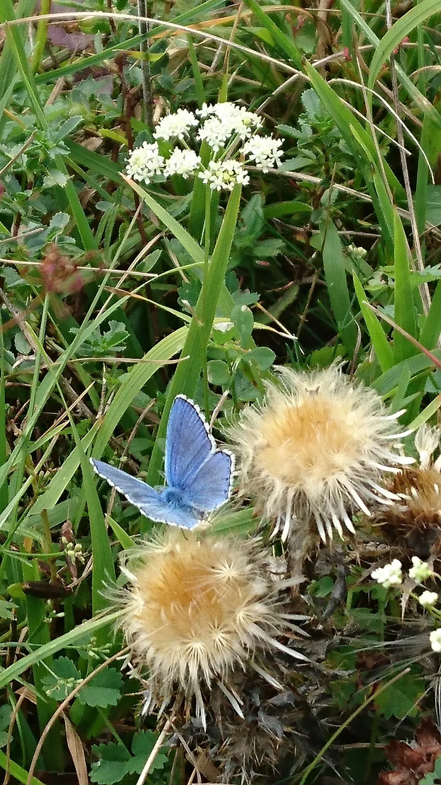 Ландшафт природного заповедника Нойффенер Хайде