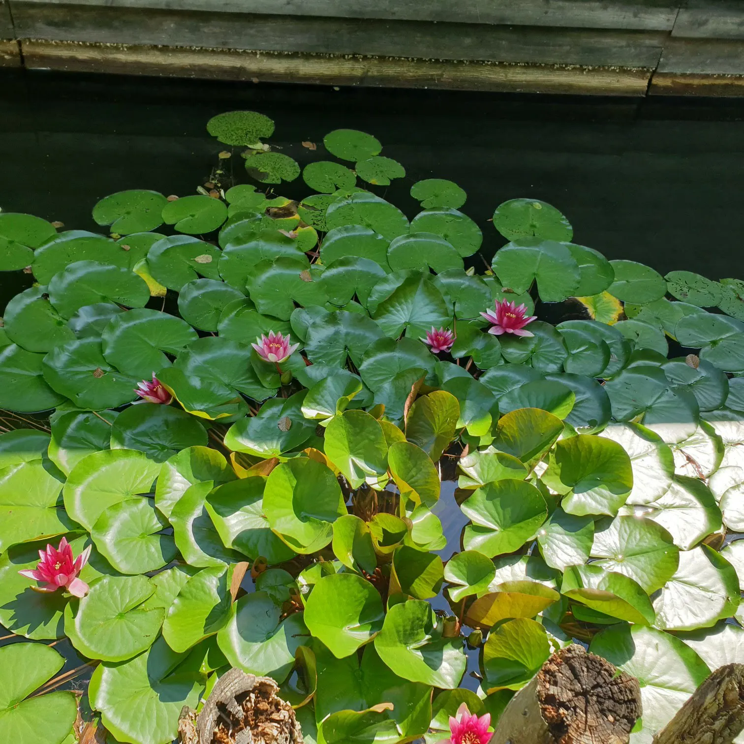 Здание Олимпианлаге Варен на фоне зелени