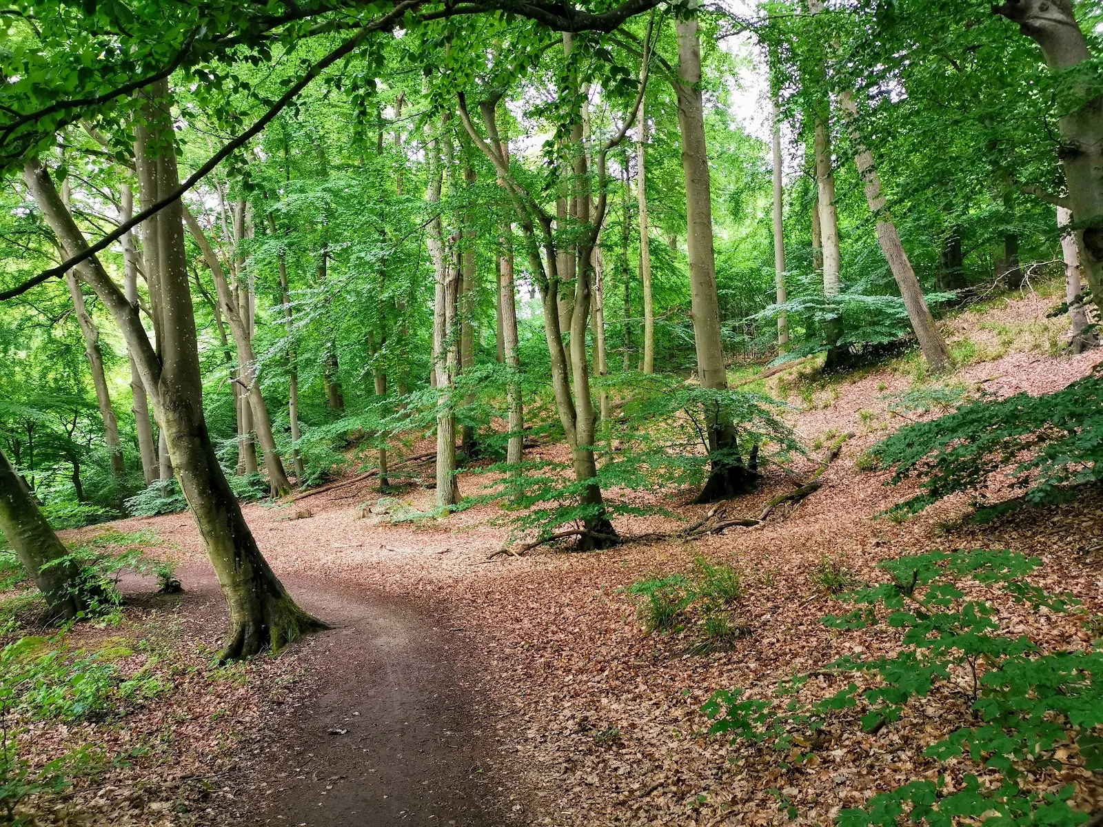 Остуфер Тифварен-Фалькенхегер Брух