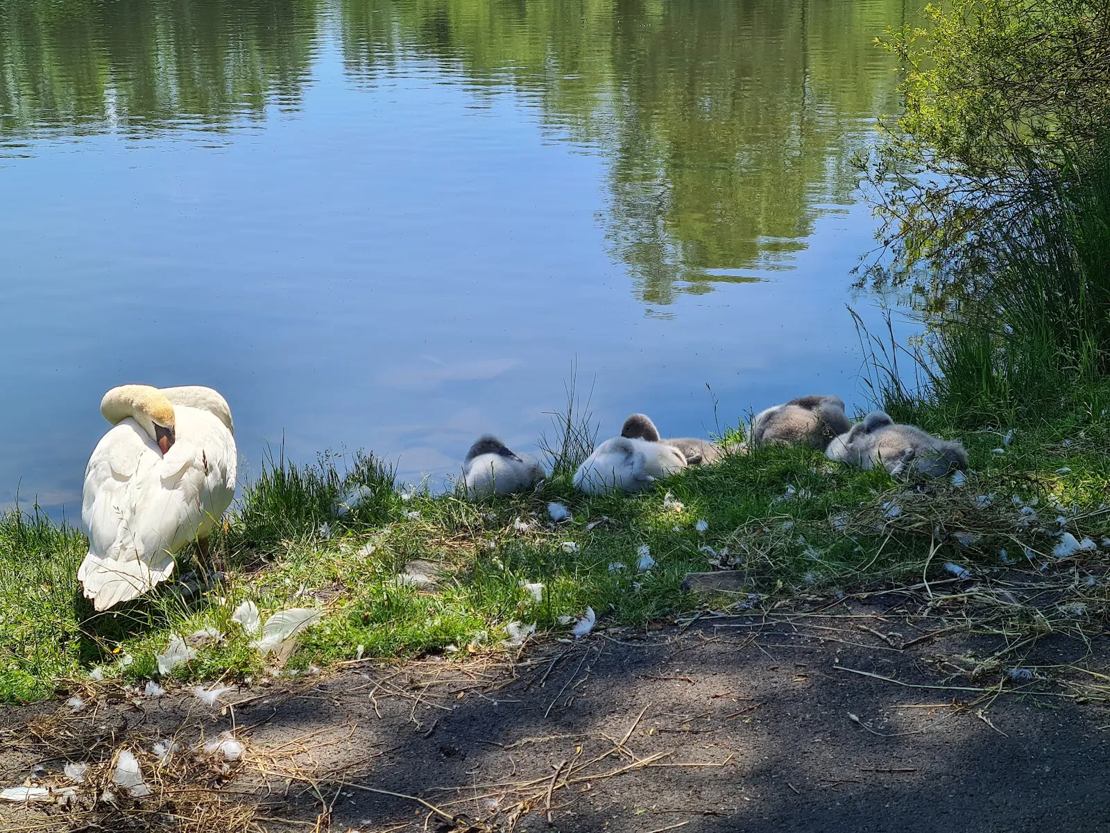 Вид на озеро Антрифт с зелёными берегами и голубой водой