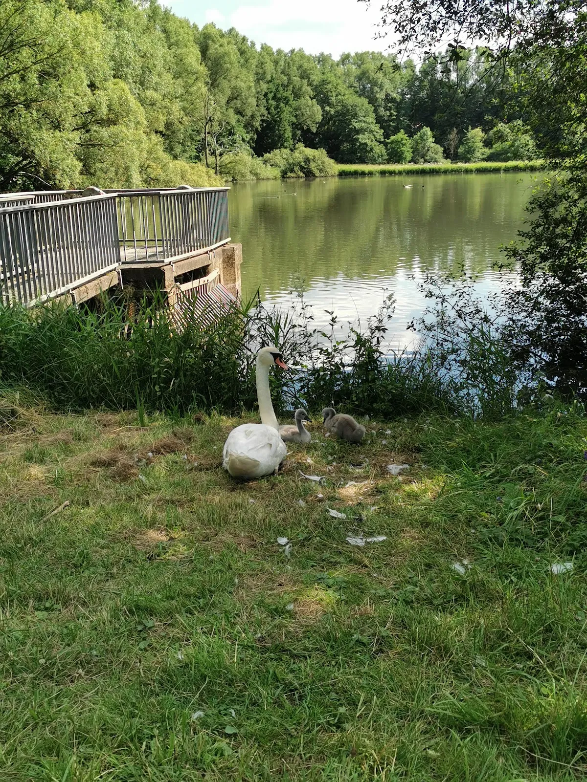Вид на озеро Антрифт с зелёными берегами и голубой водой